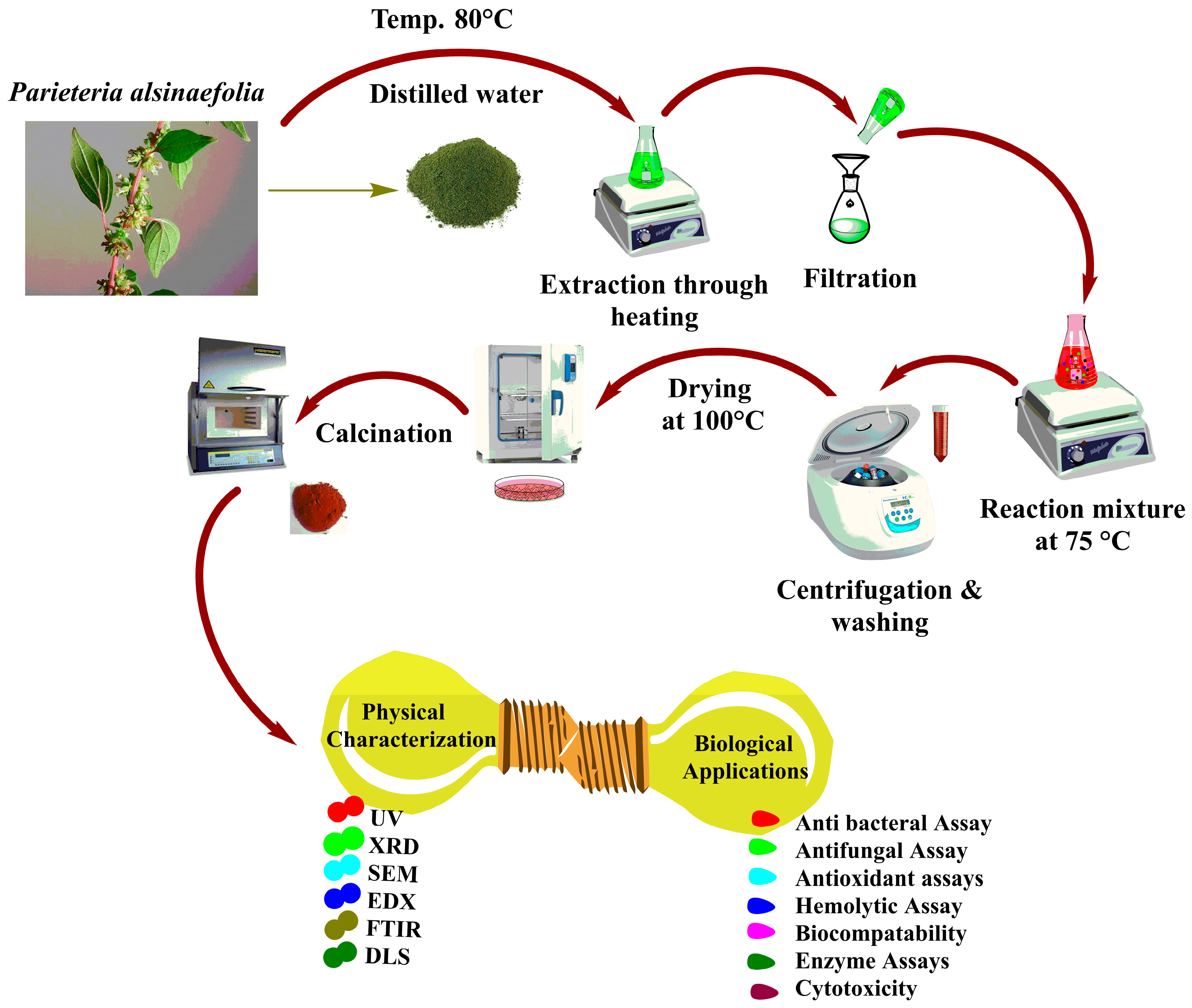 Microorganisms 11 01069 g001