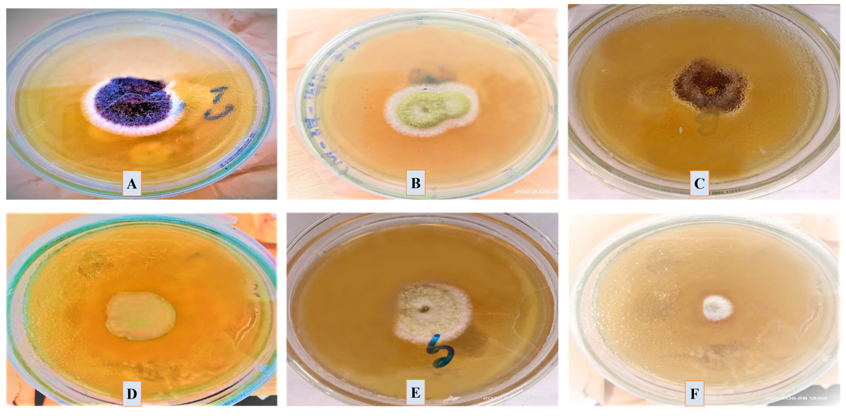 Microorganisms 11 01069 g013