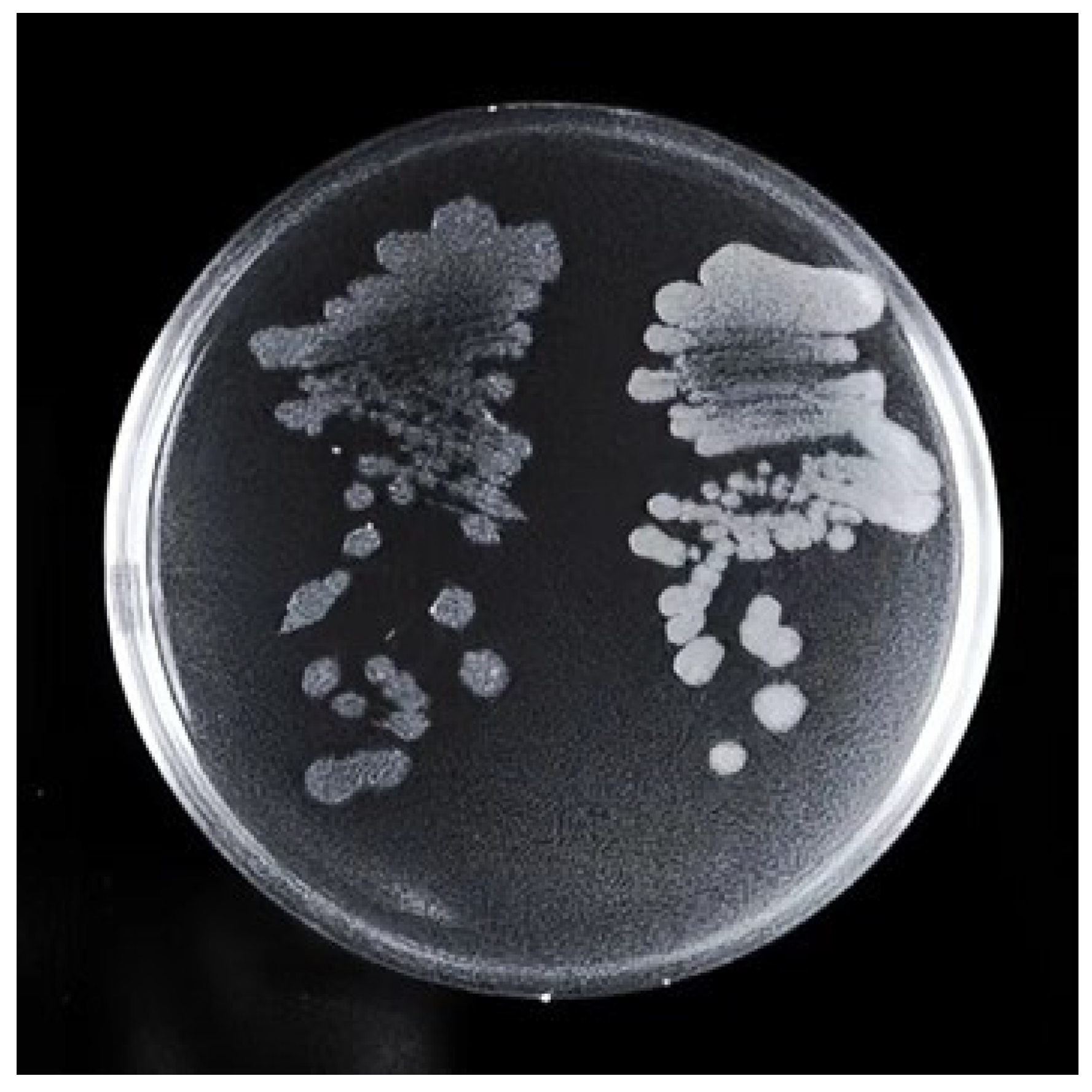 Microorganisms 11 01070 g001 Microorganisms 11 01070 g001