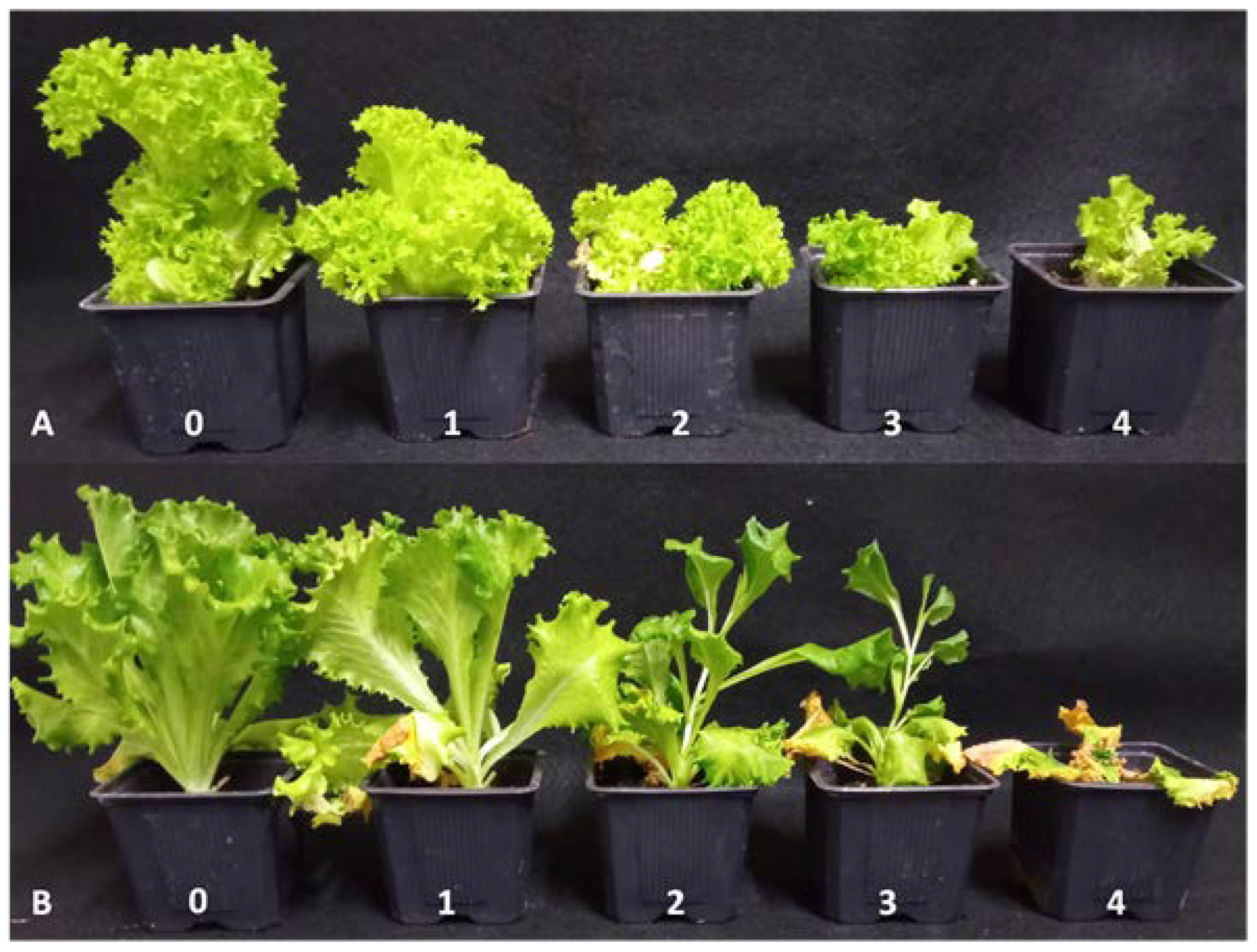 Microorganisms 11 01082 g002