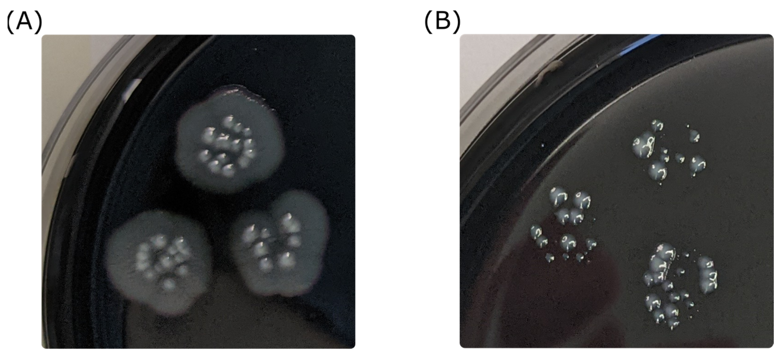 Microorganisms 11 01123 g004 Microorganisms 11 01123 g004