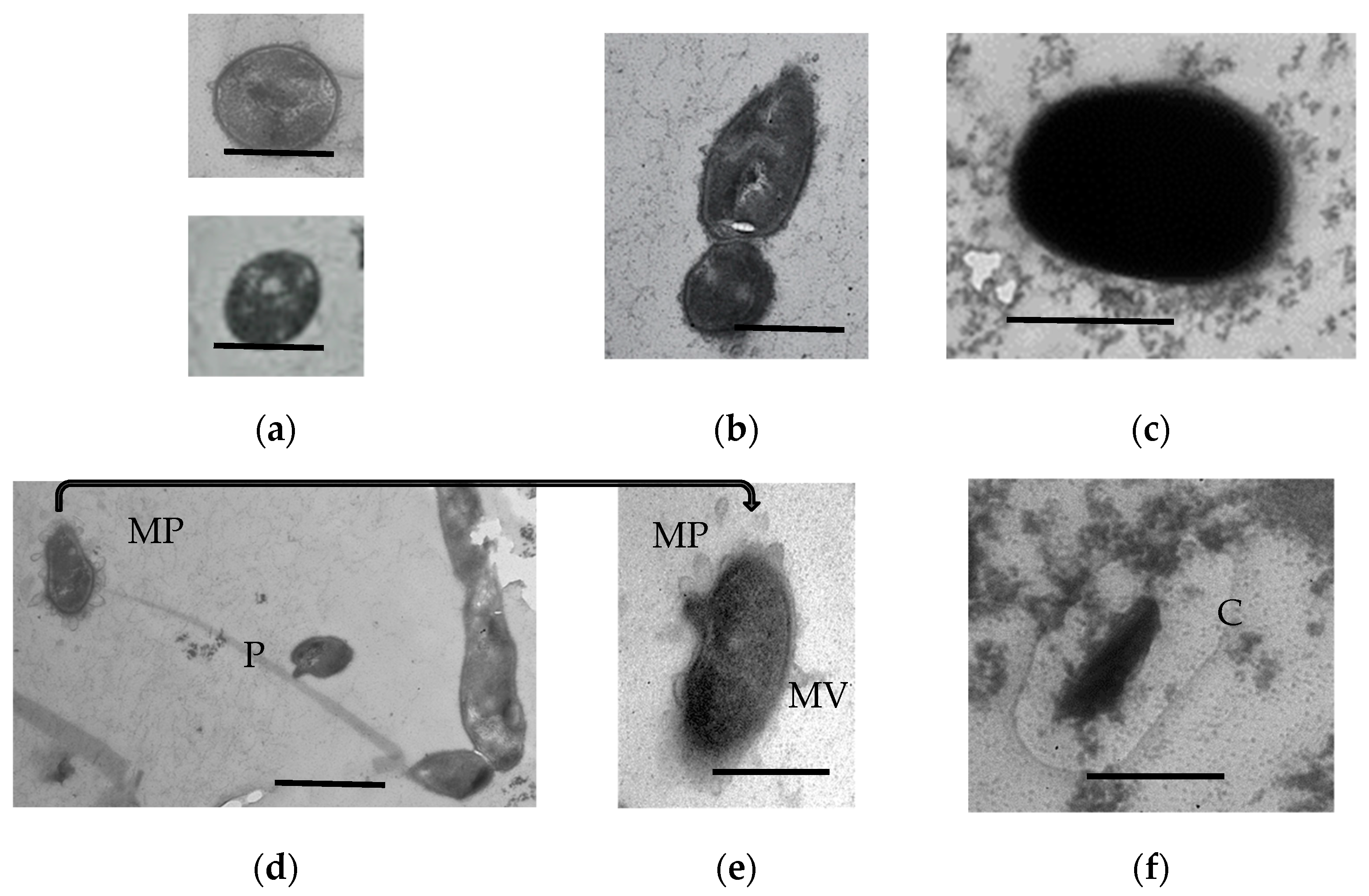 Microorganisms 11 01133 g006