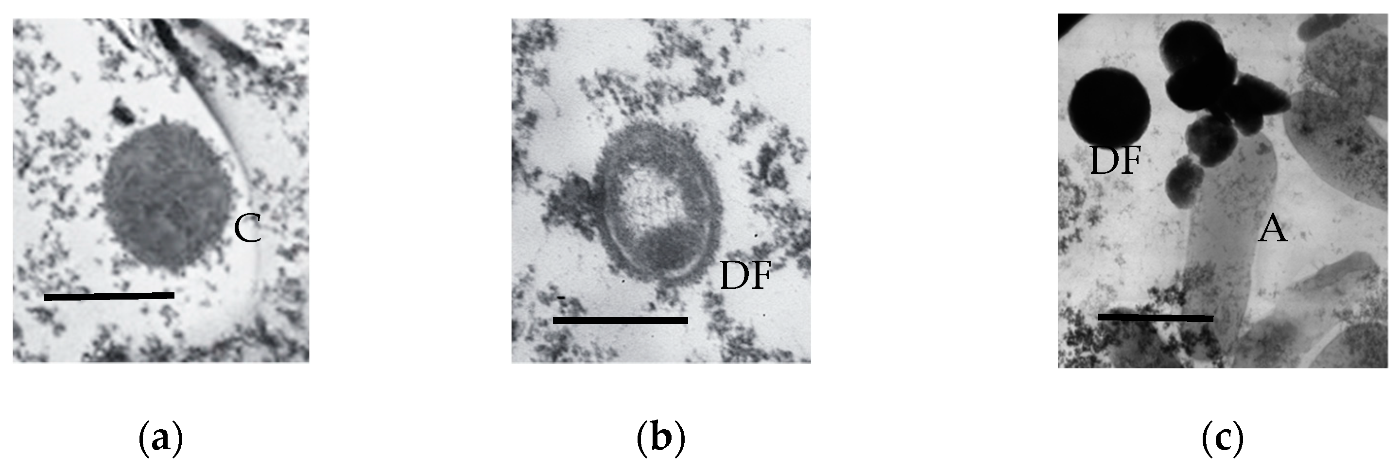 Microorganisms 11 01133 g007a