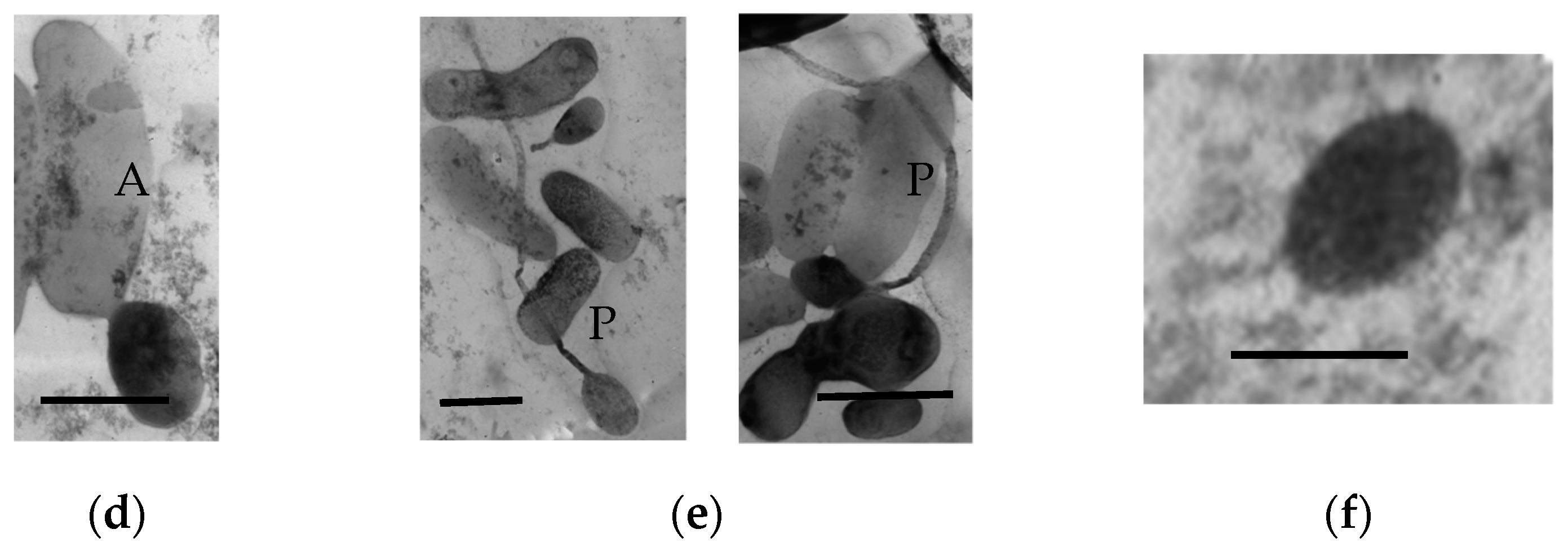 Microorganisms 11 01133 g007b