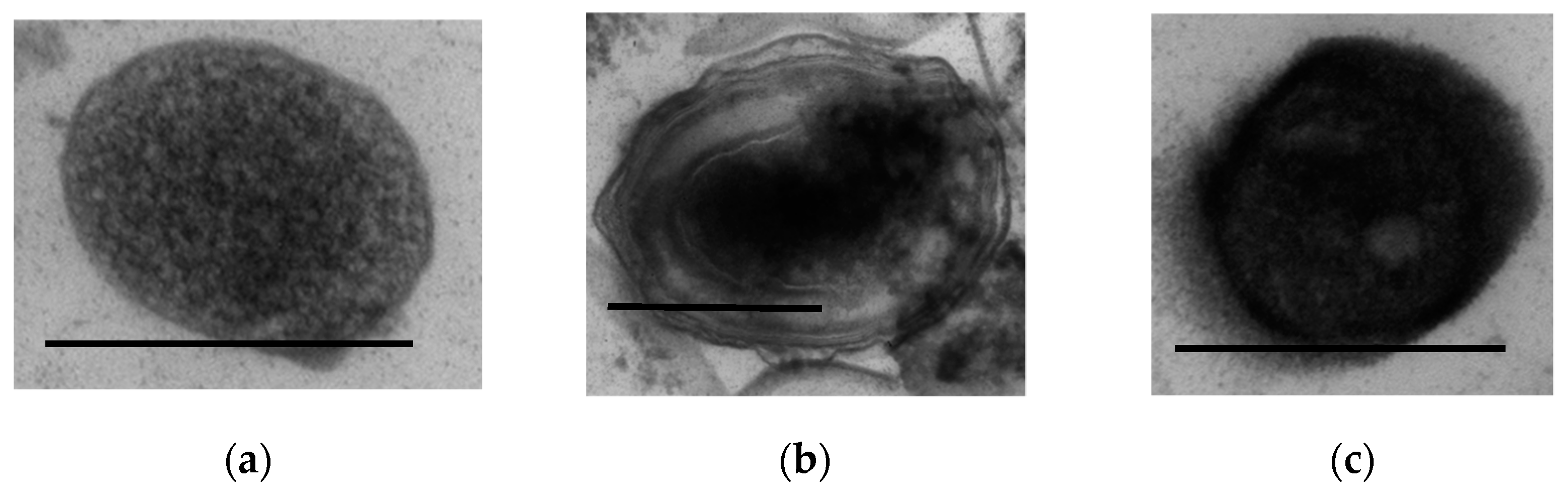 Microorganisms 11 01133 g008