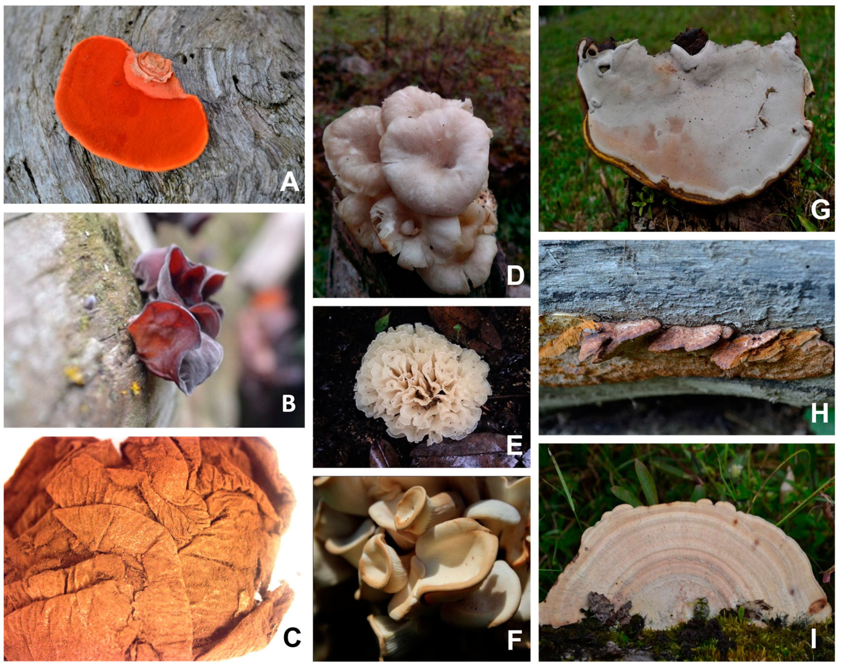 Microorganisms 11 01158 g001