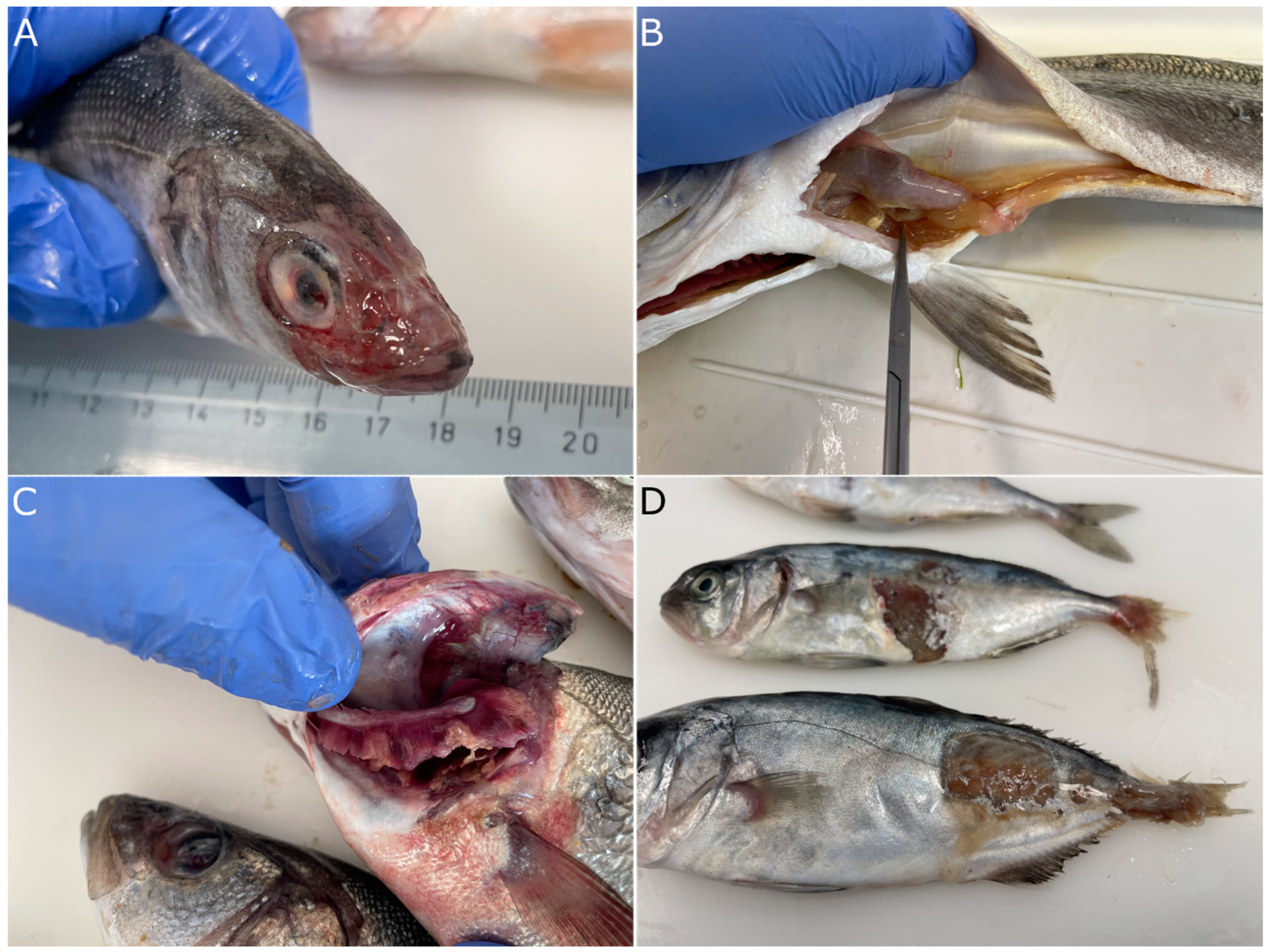 Microorganisms 11 01197 g005