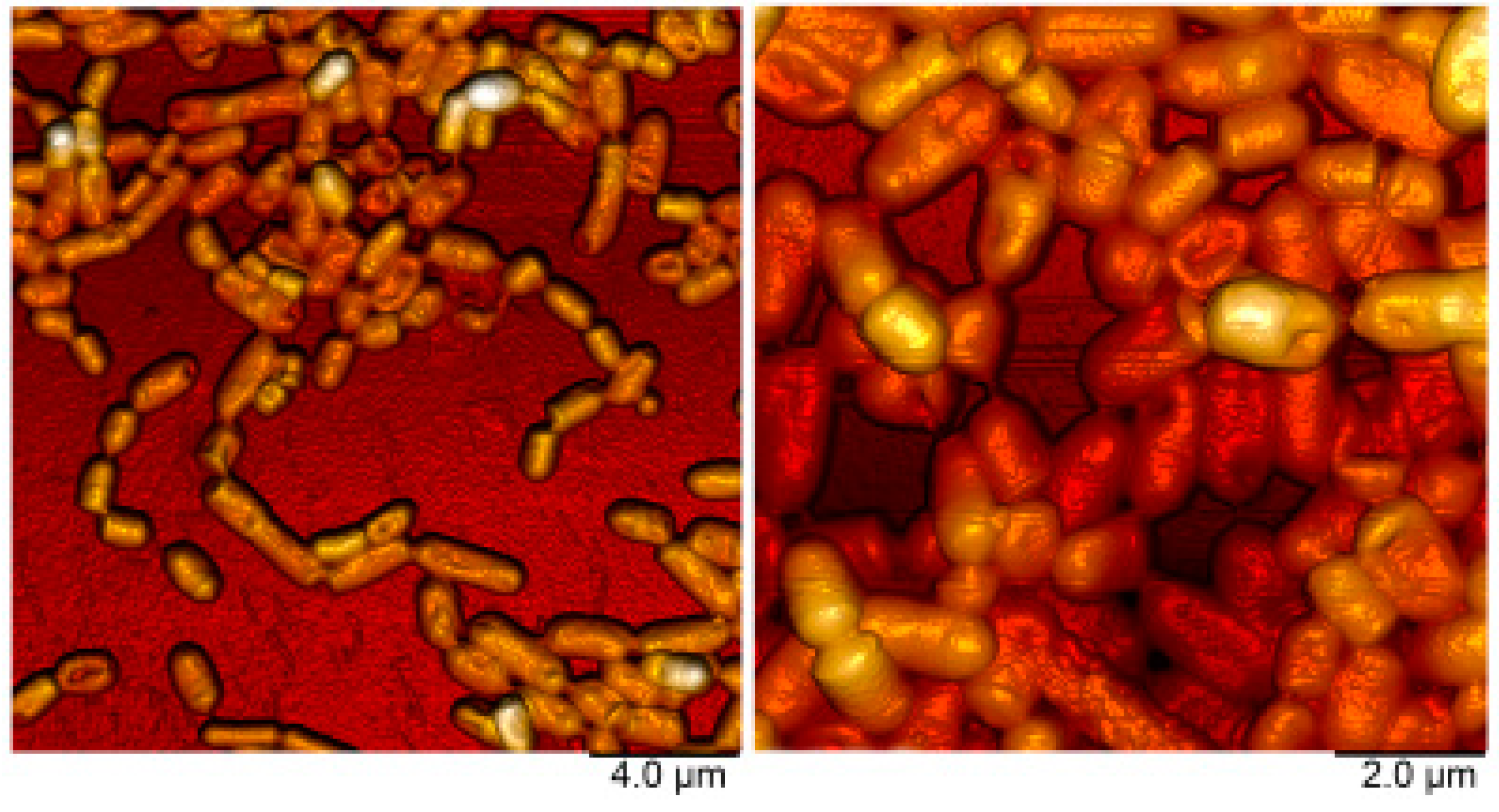 Microorganisms 11 01234 g001