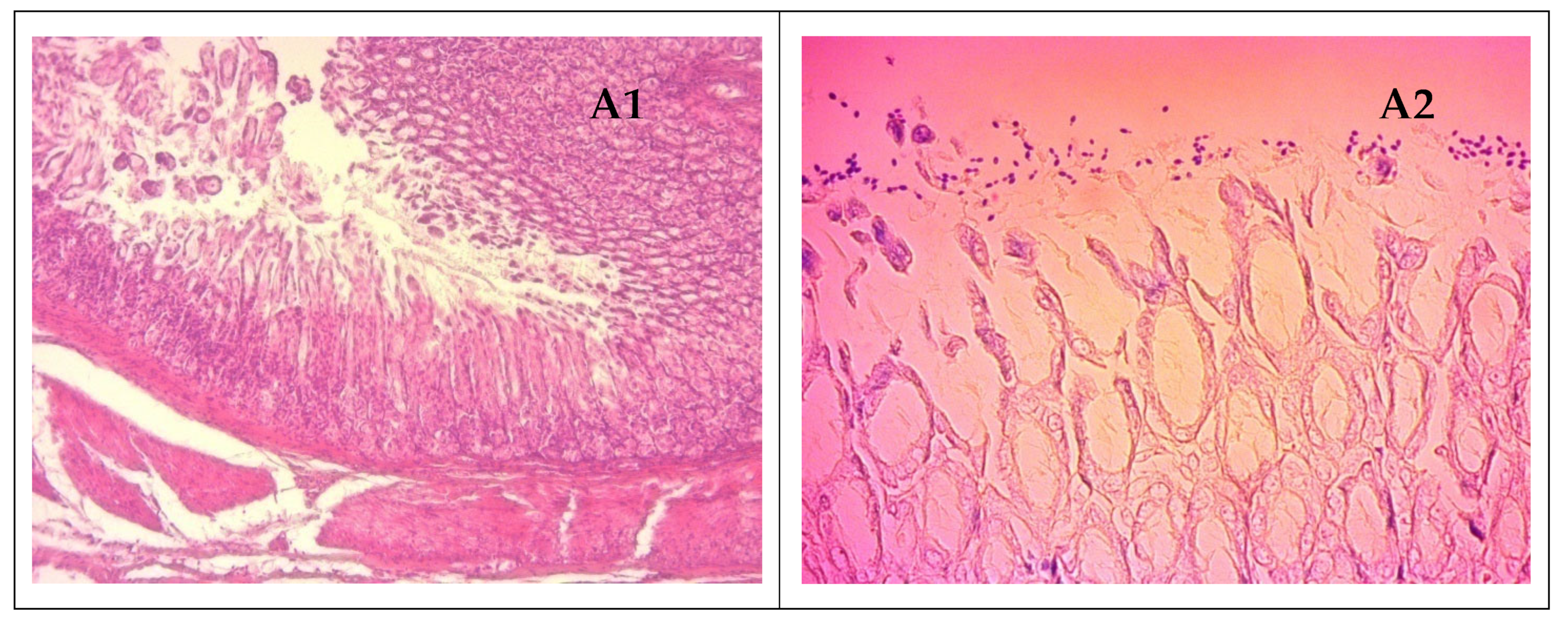Microorganisms 11 01242 g010a Microorganisms 11 01242 g010a