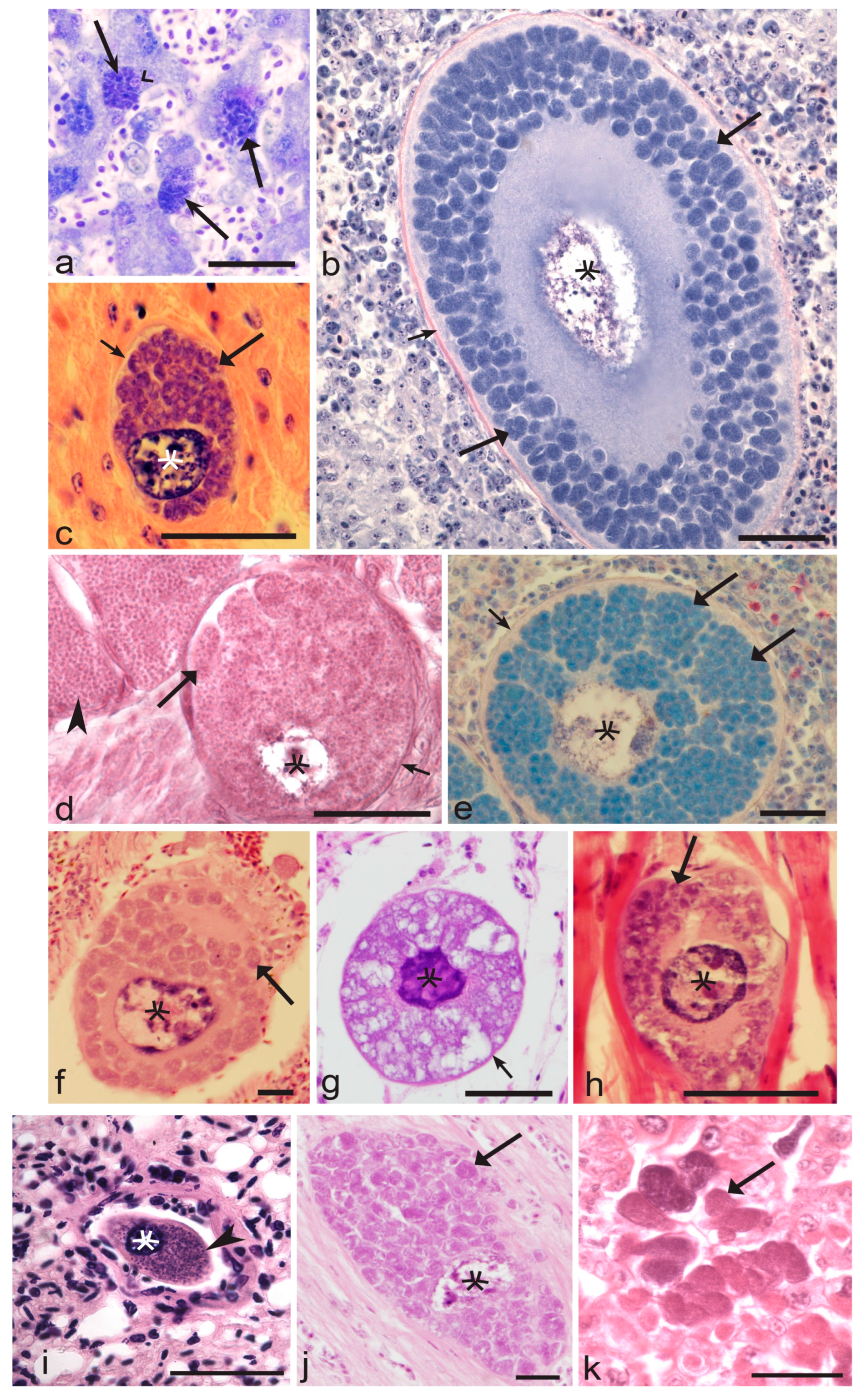 Microorganisms 11 01251 g004