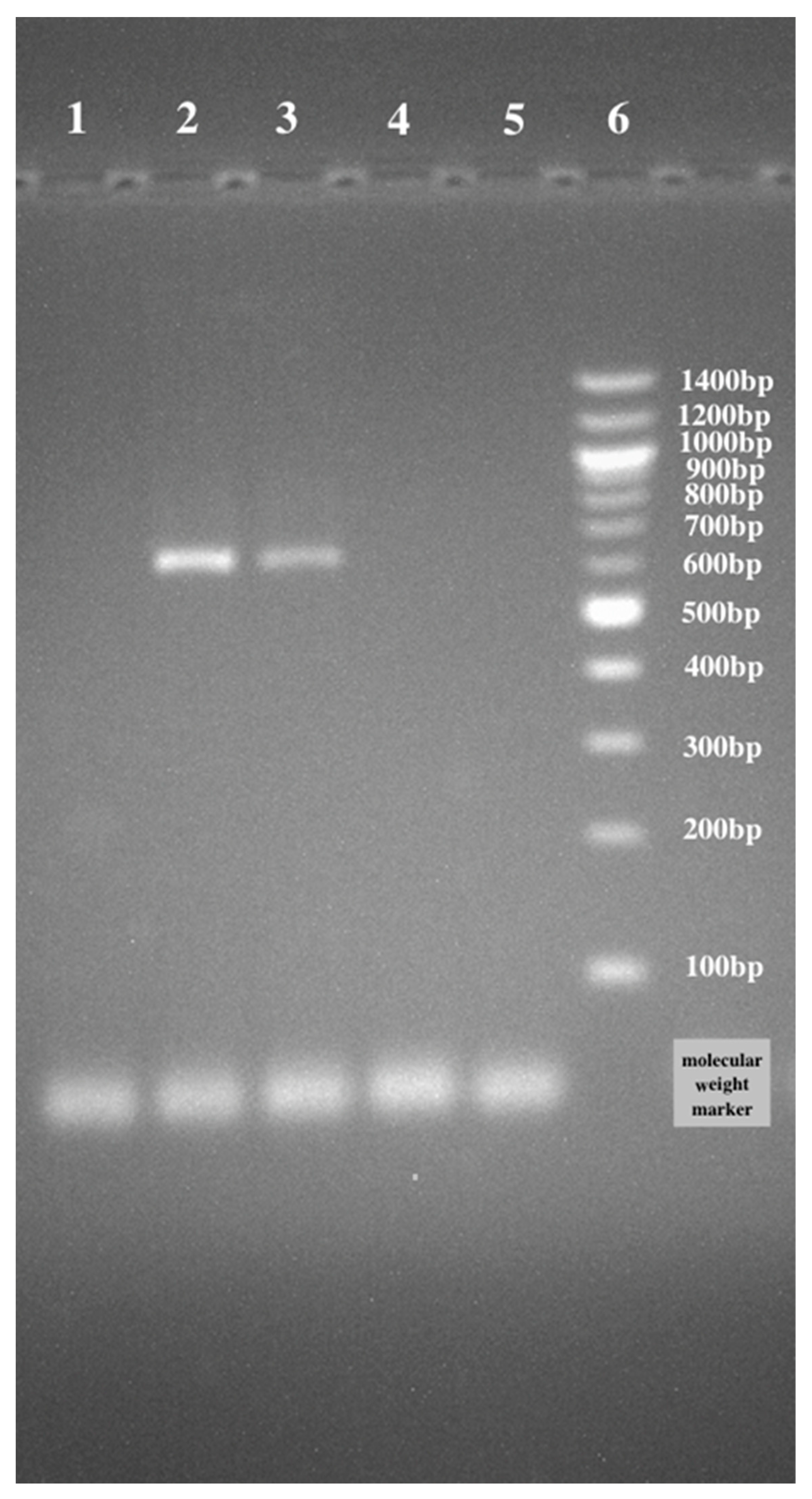 Microorganisms 11 01264 g005 Microorganisms 11 01264 g005