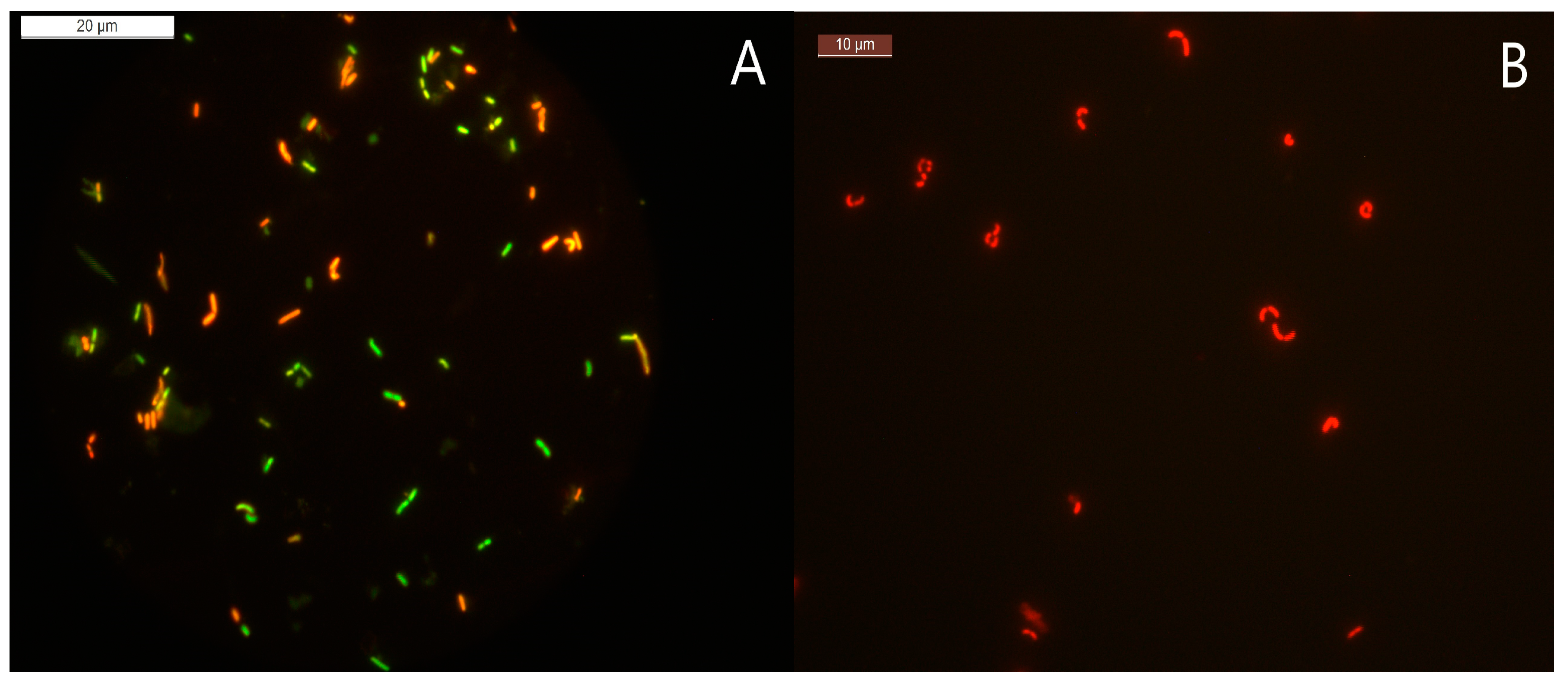 Microorganisms 11 01266 g003