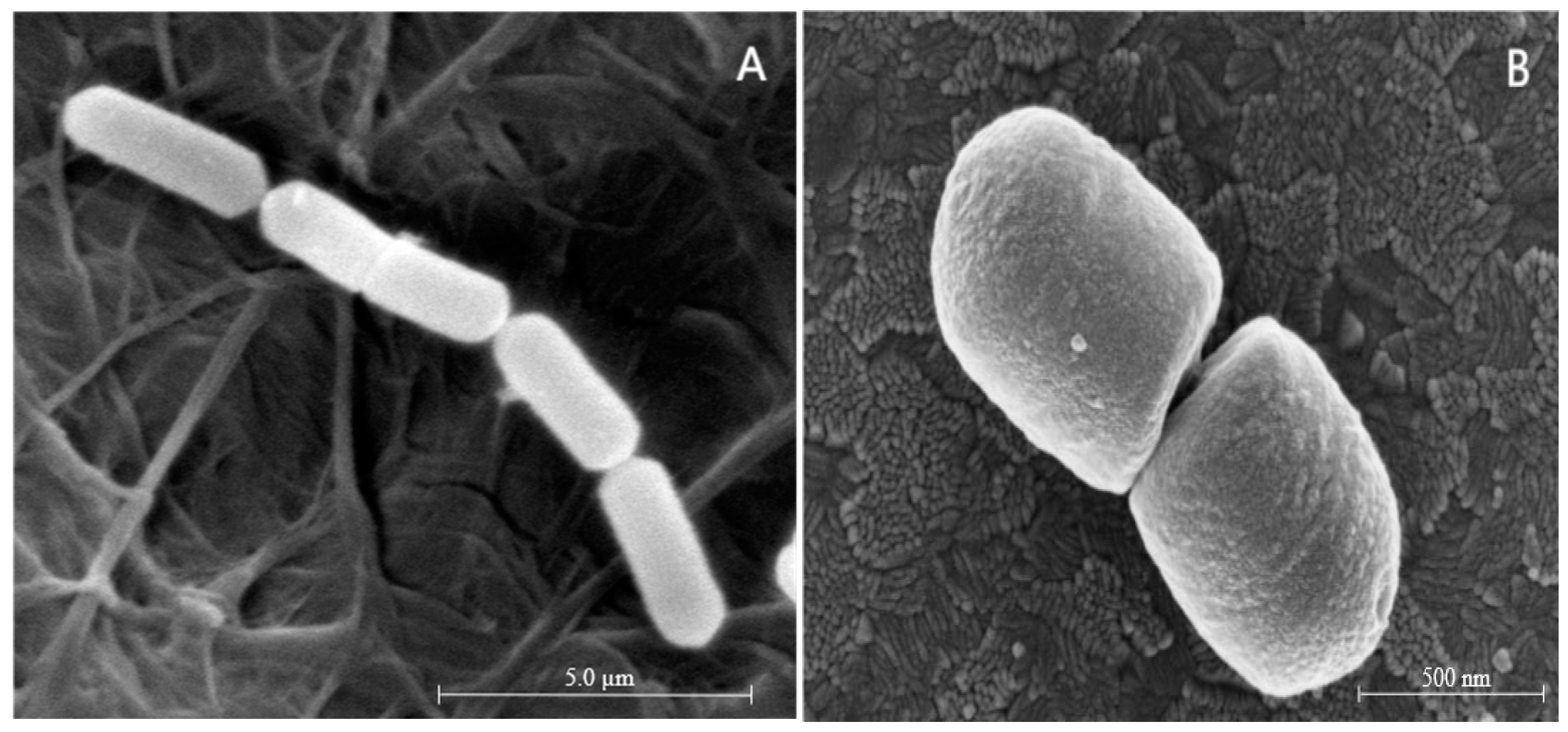Microorganisms 11 01266 g004