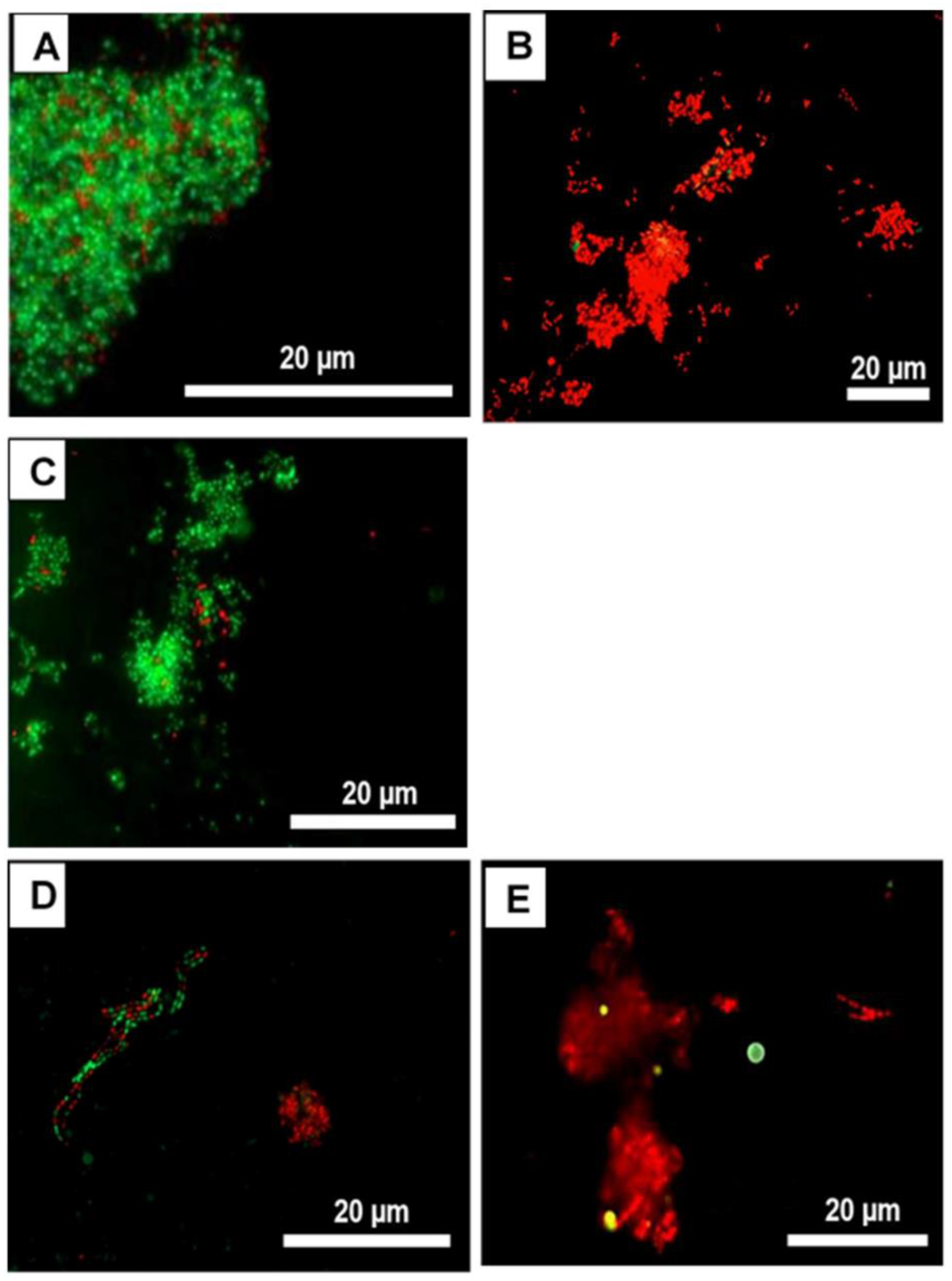 Microorganisms 11 01269 g008 Microorganisms 11 01269 g008