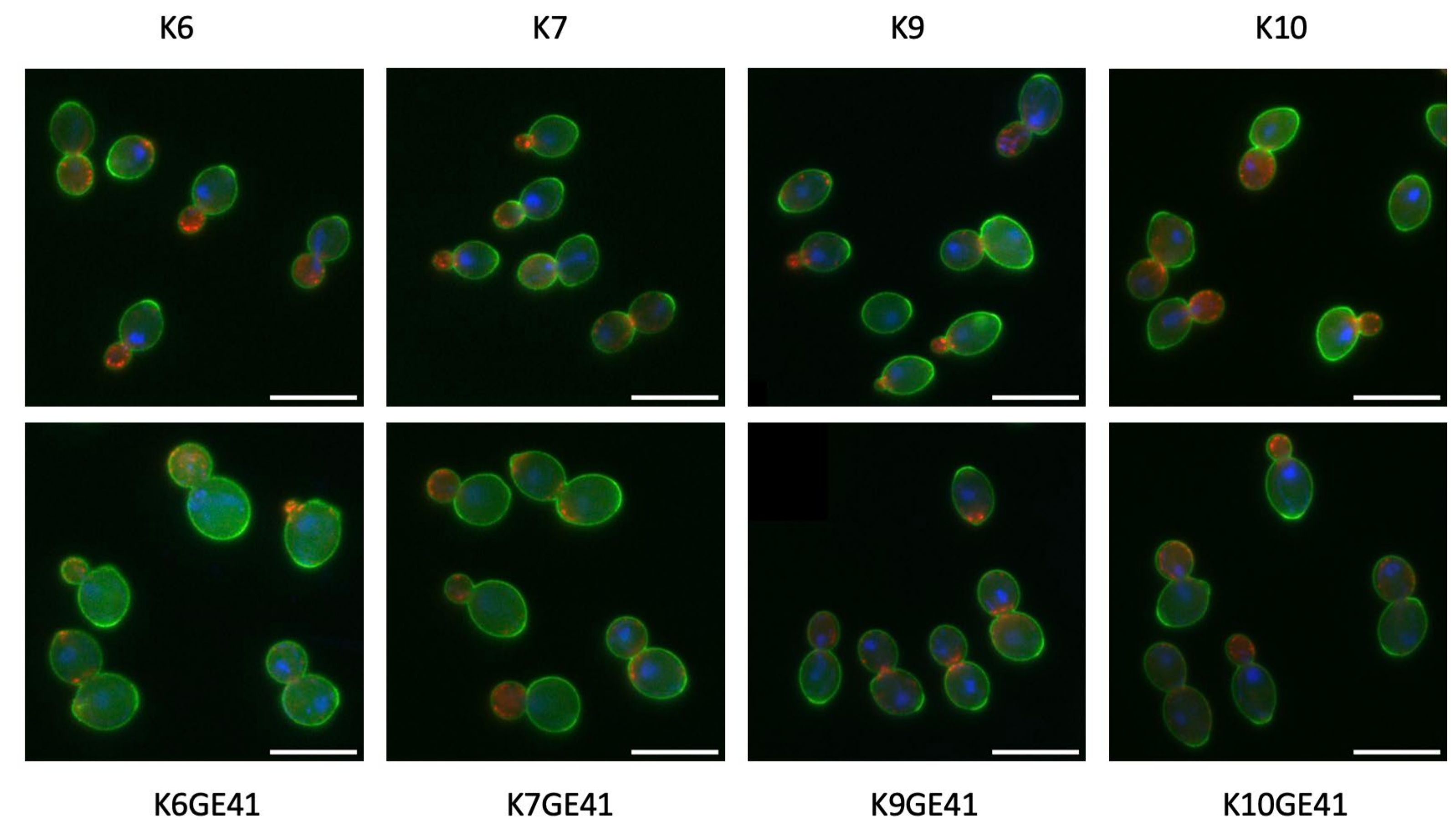 Microorganisms 11 01274 g004 Microorganisms 11 01274 g004