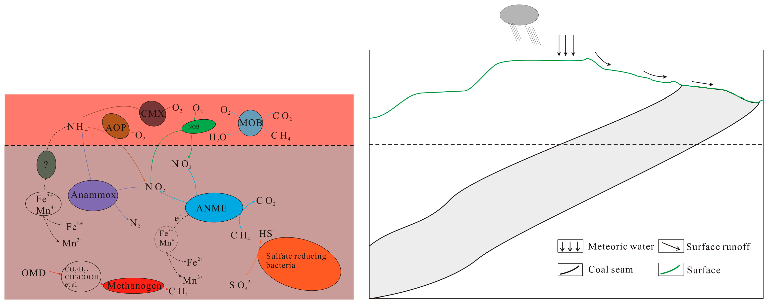 Microorganisms 11 01293 g001