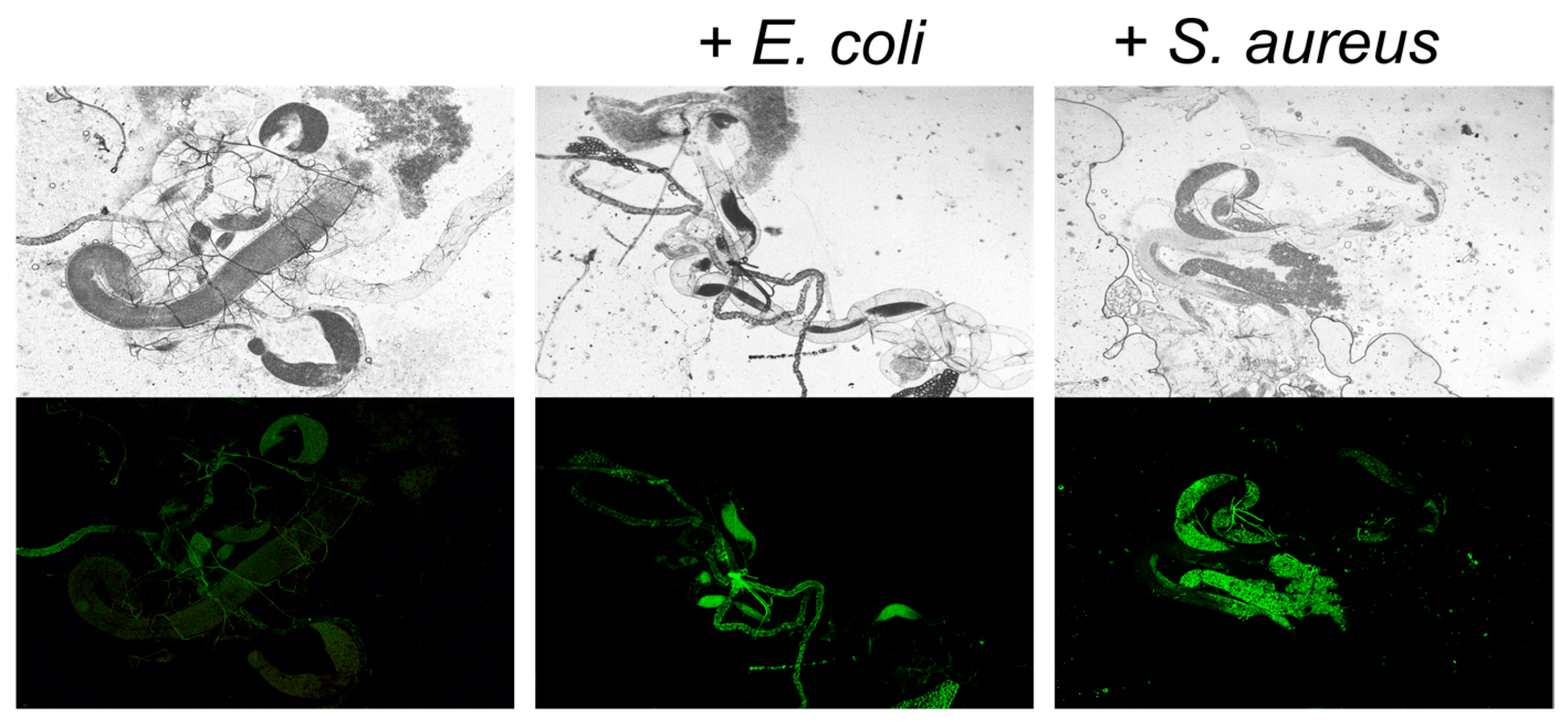 Microorganisms 11 01297 g002 Microorganisms 11 01297 g002