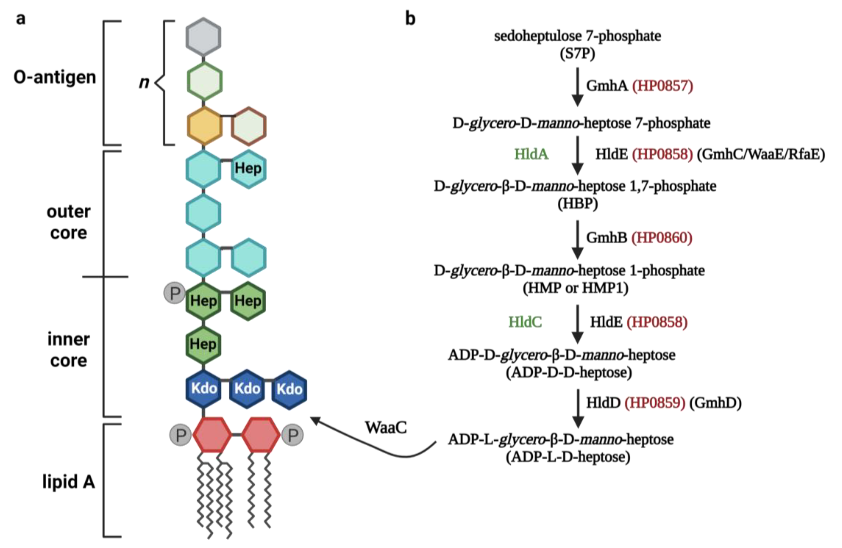 Microorganisms 11 01316 g001