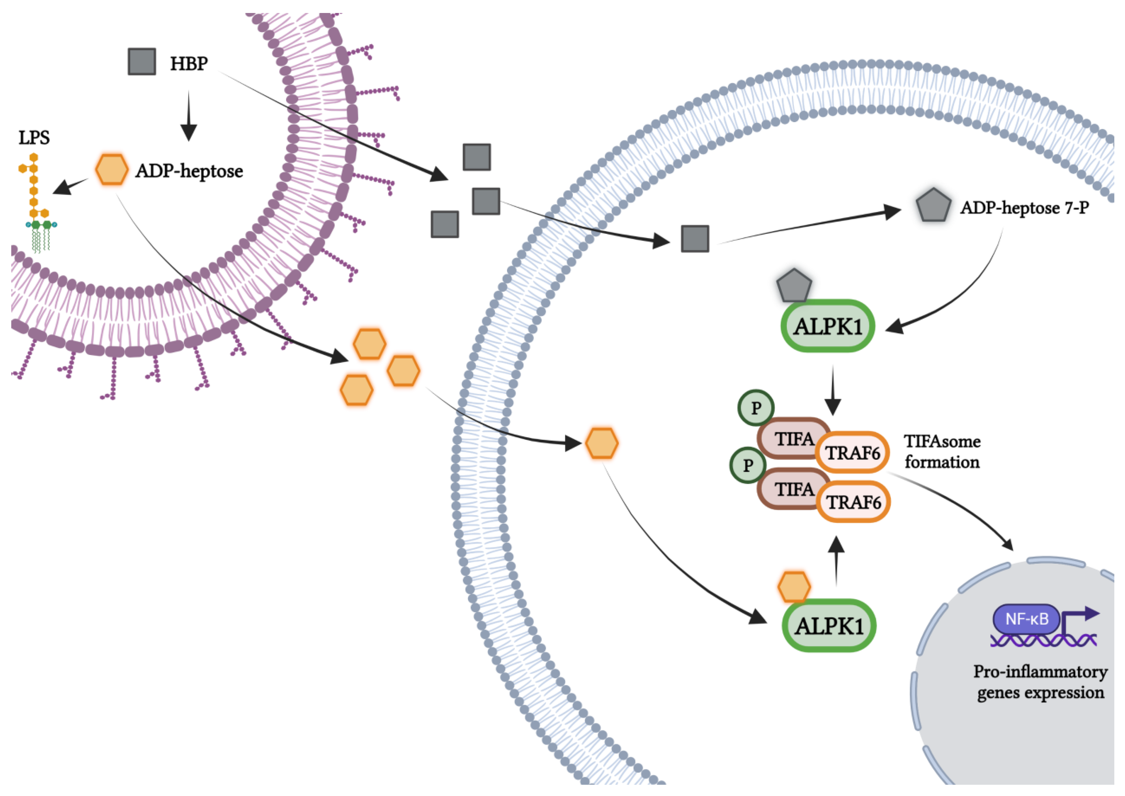 Microorganisms 11 01316 g002