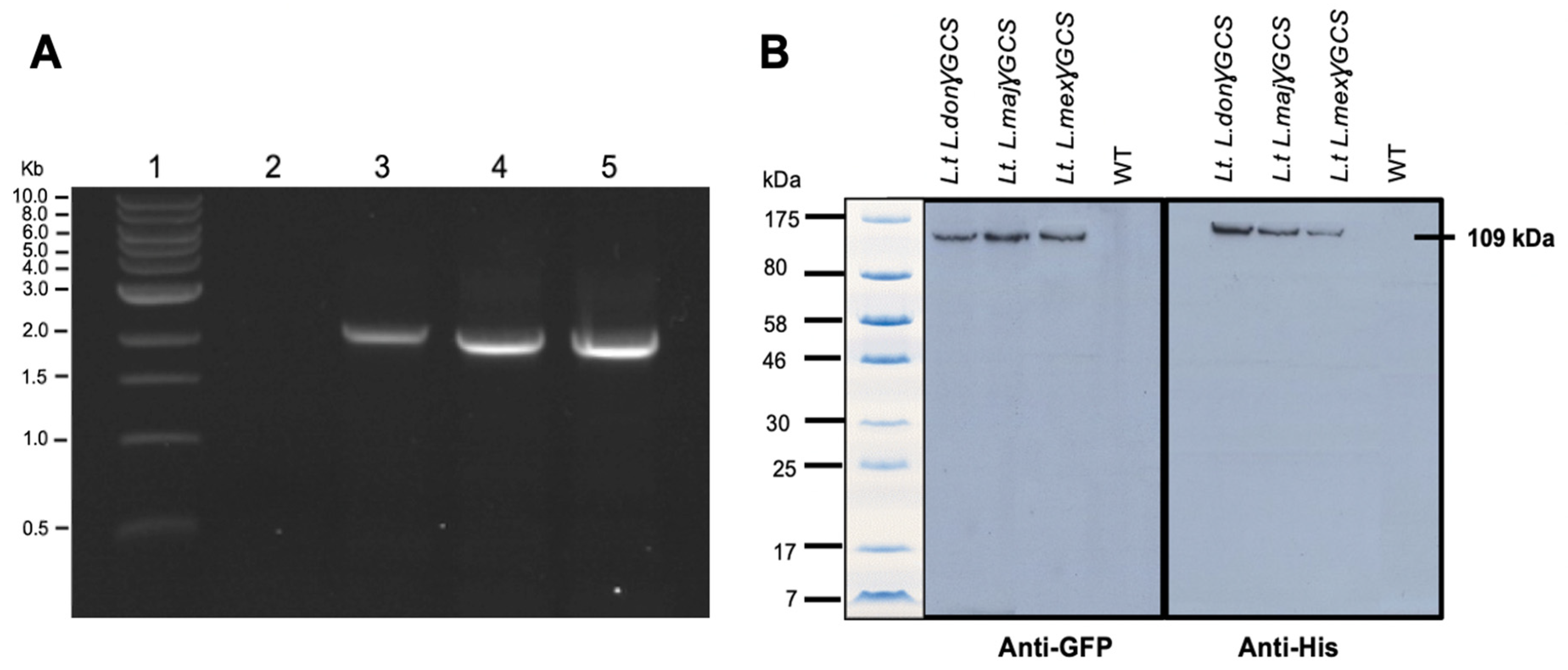 Microorganisms 11 01322 g002