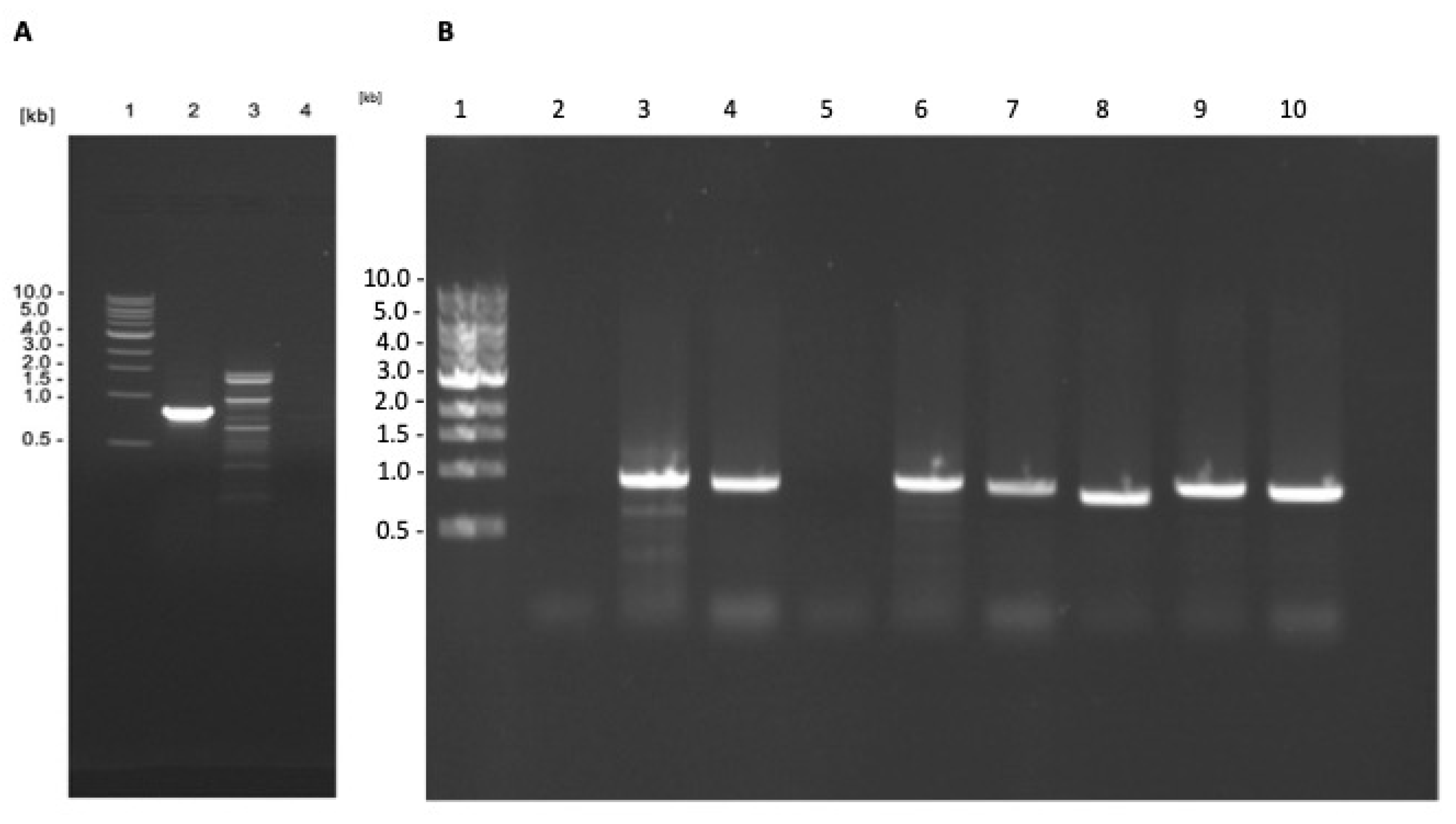 Microorganisms 11 01322 g004
