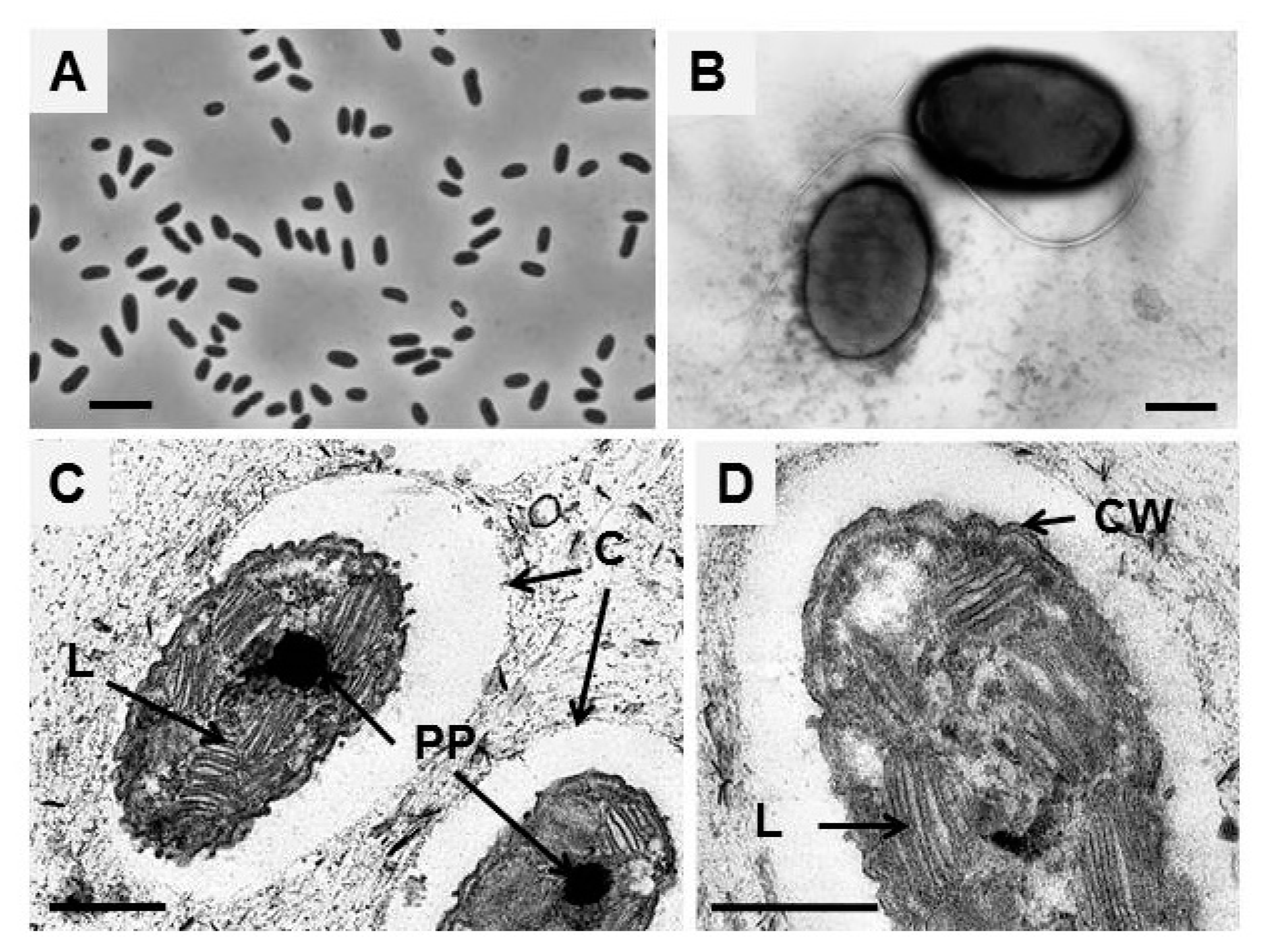 Microorganisms 11 01336 g001