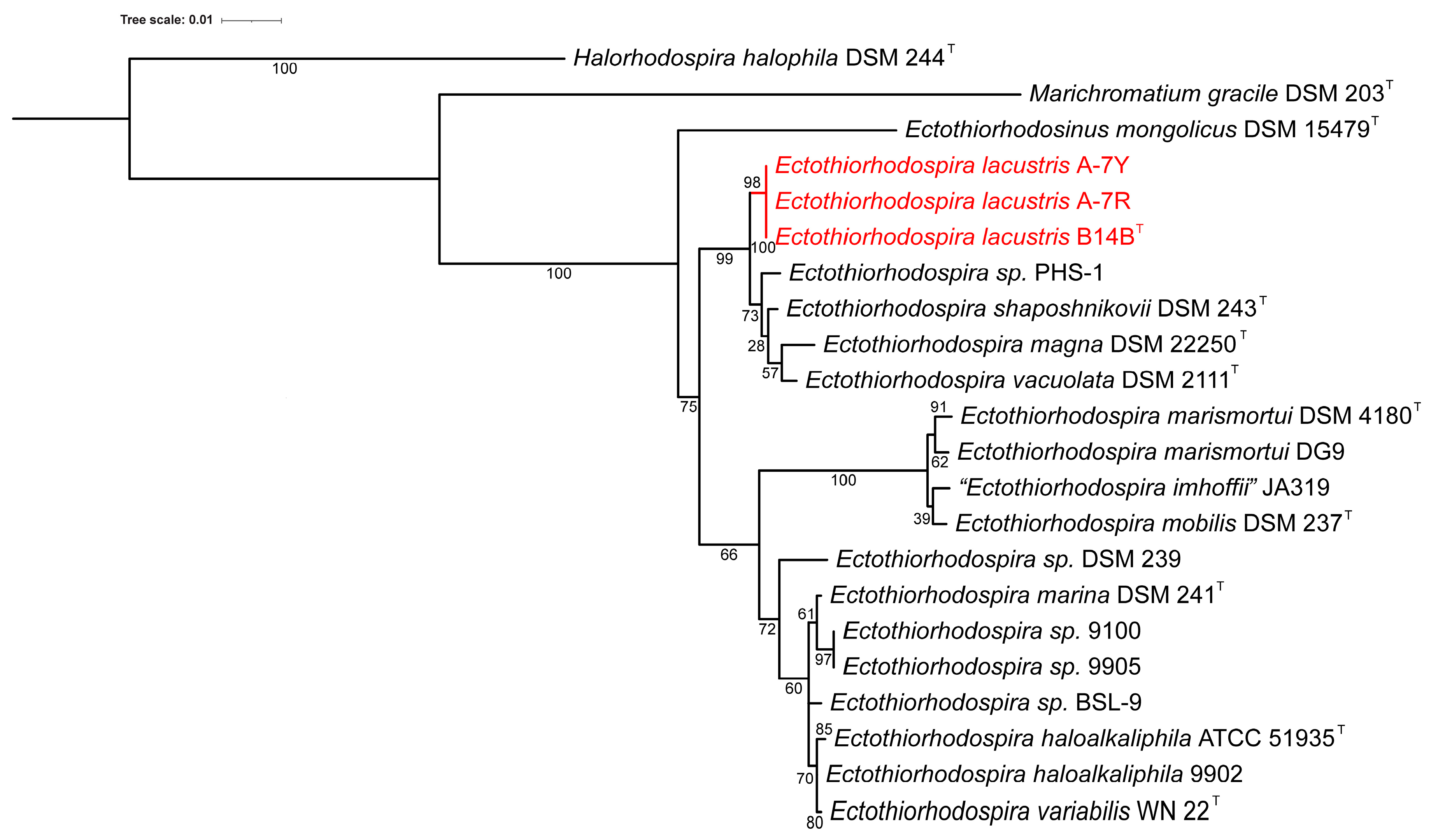 Microorganisms 11 01336 g004
