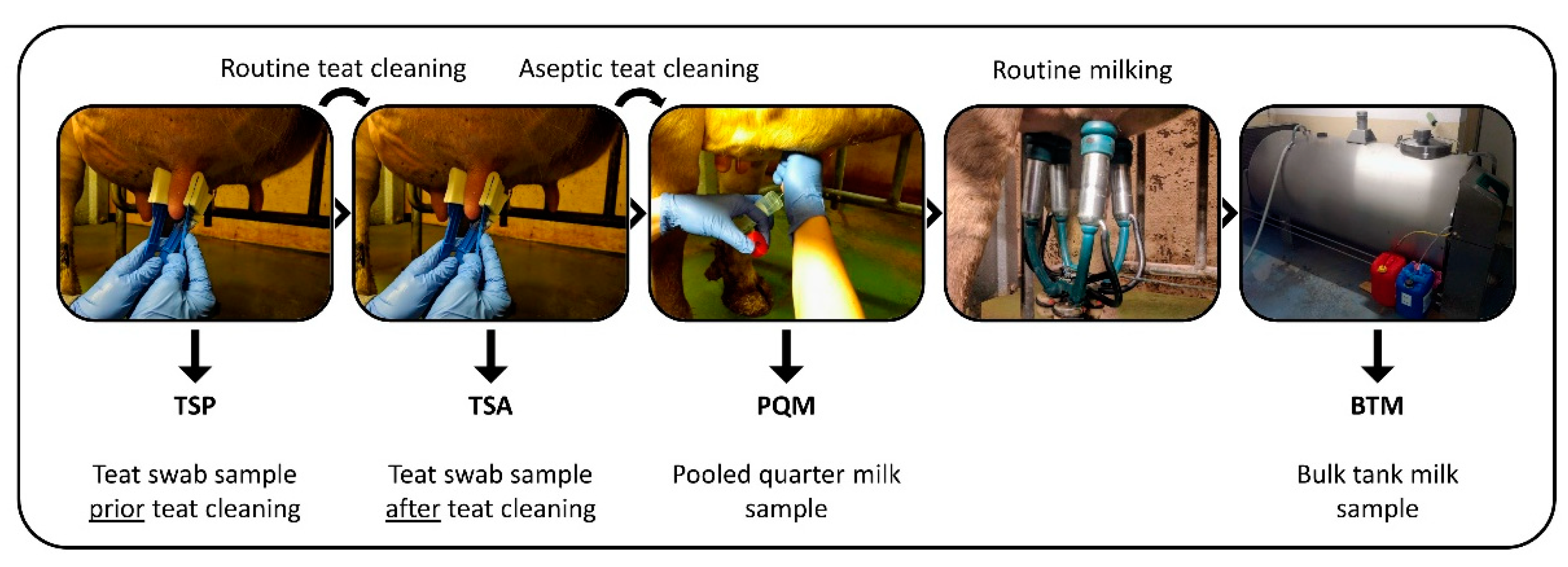 Microorganisms 11 01337 g001