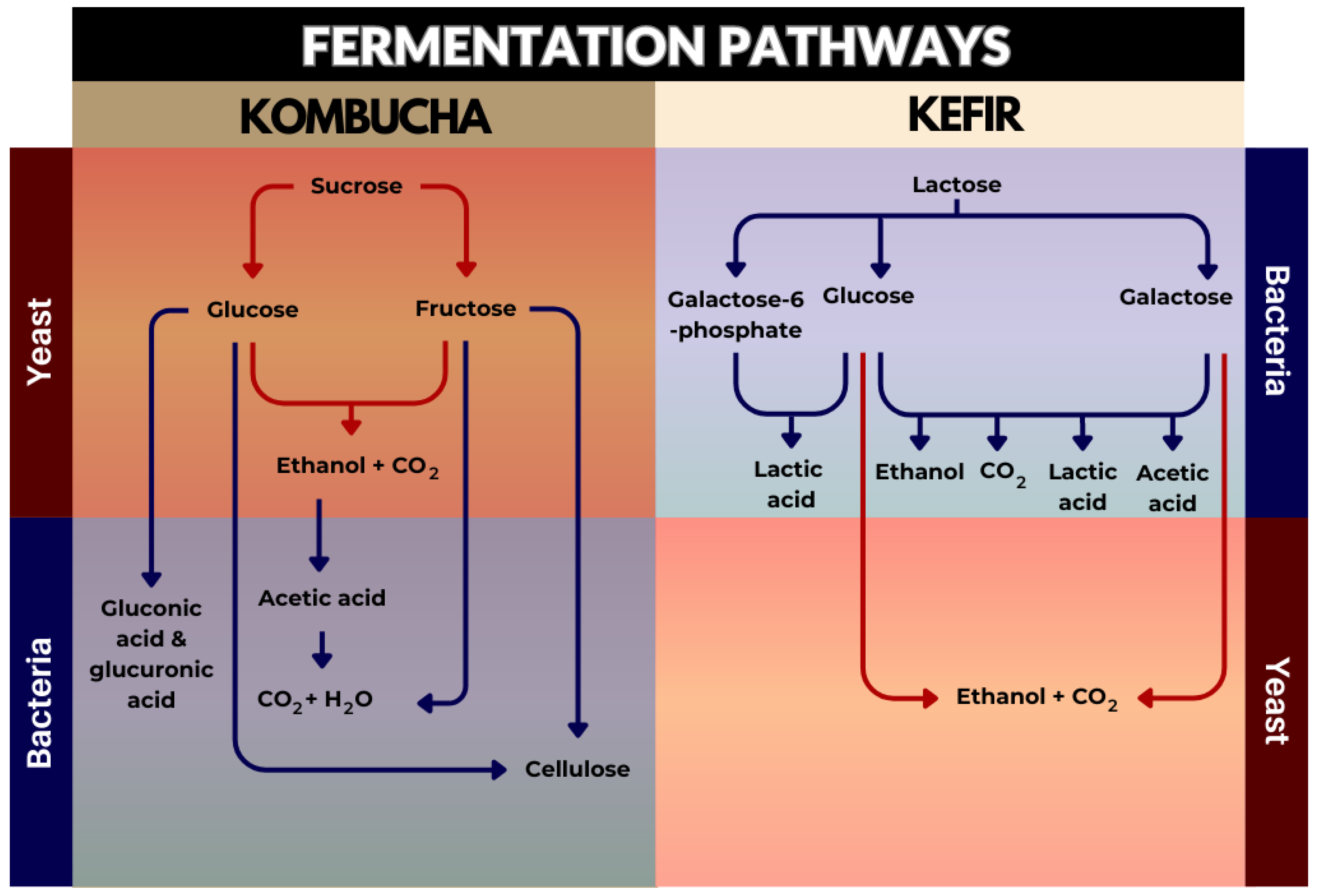 Microorganisms 11 01344 g002