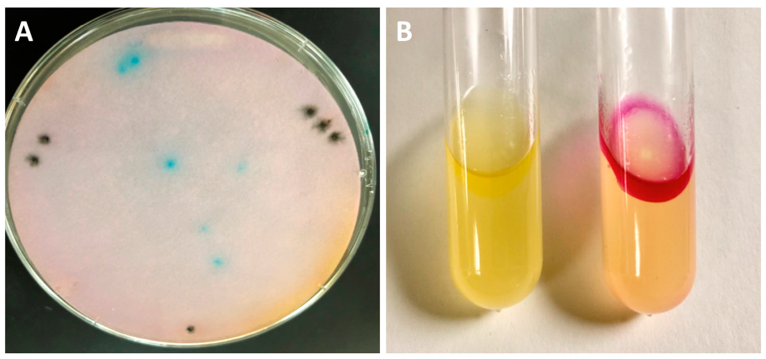 Microorganisms 11 01355 g002 Microorganisms 11 01355 g002