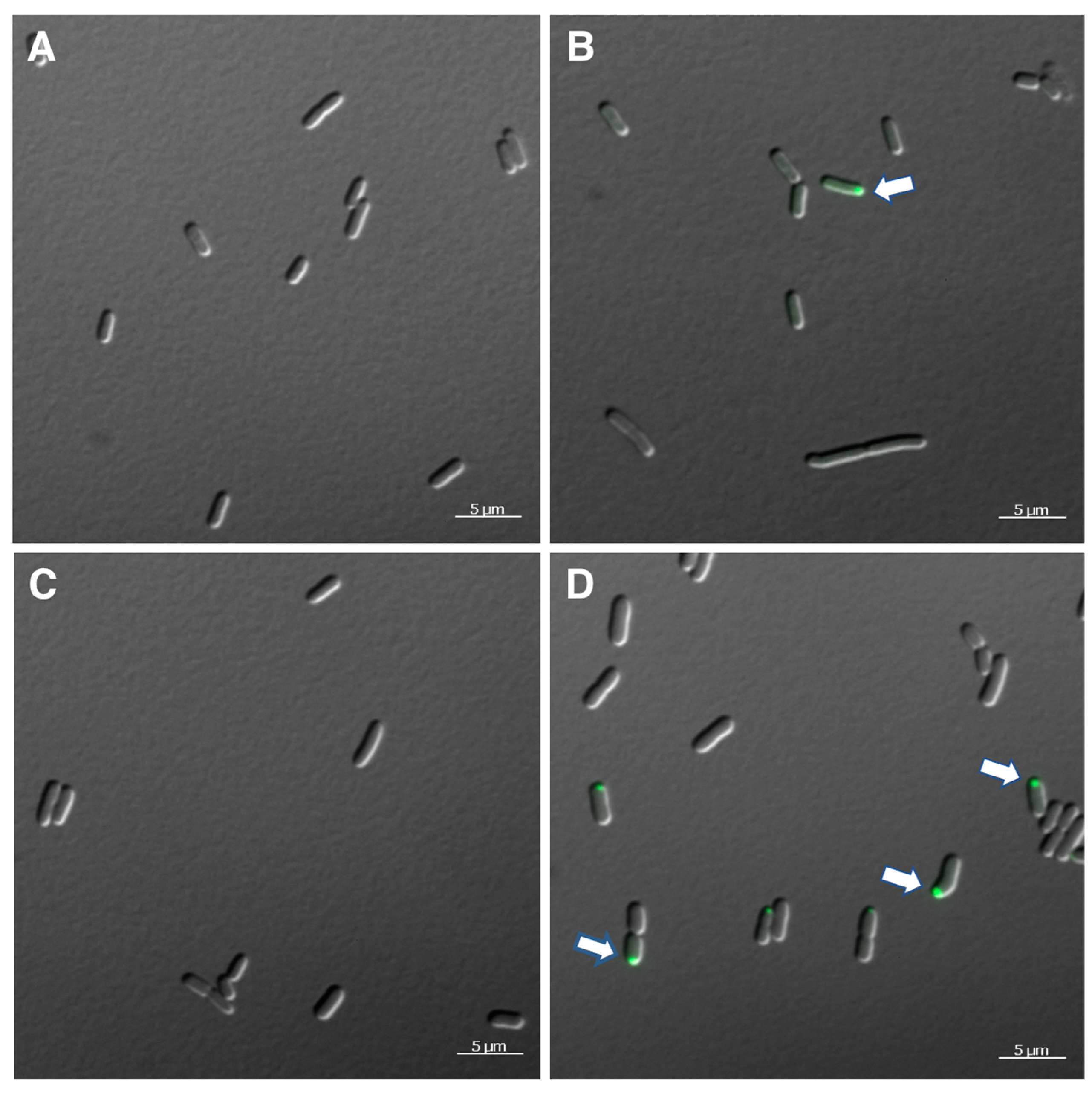 Microorganisms 11 01355 g003 Microorganisms 11 01355 g003