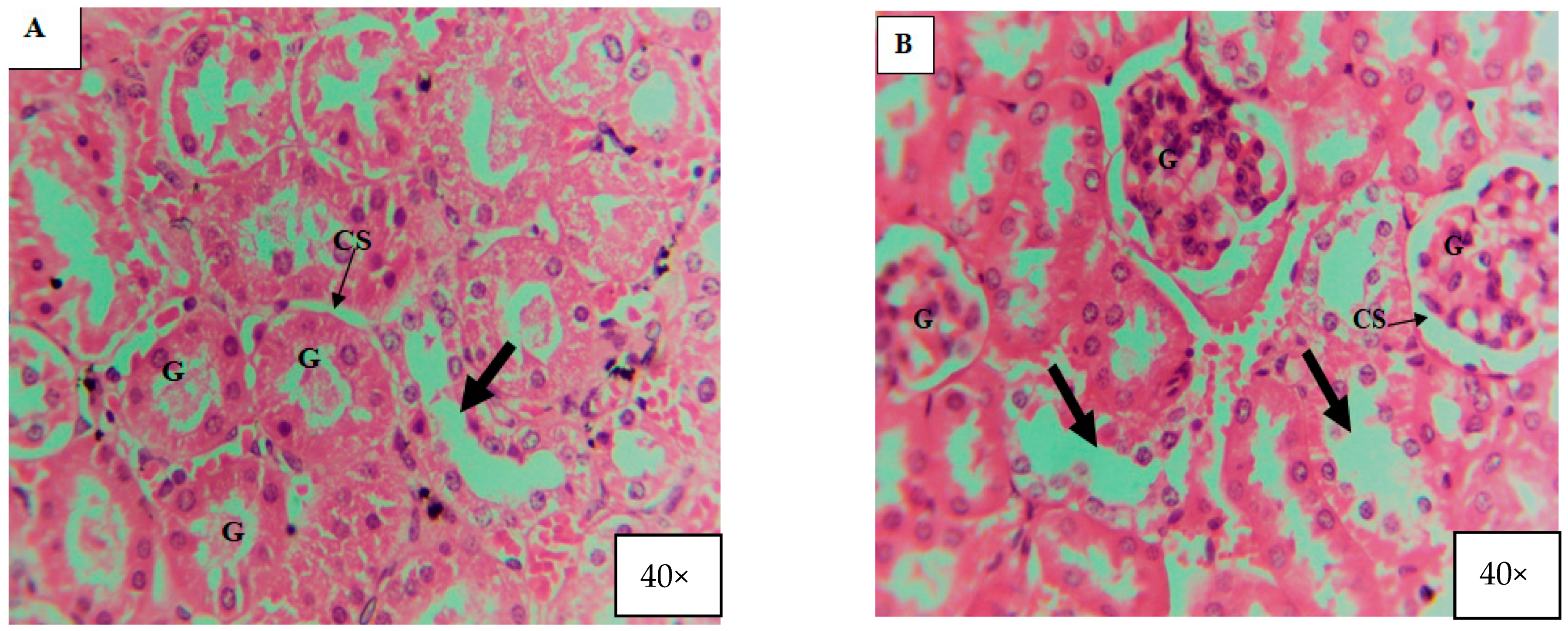 Microorganisms 11 01363 g012a