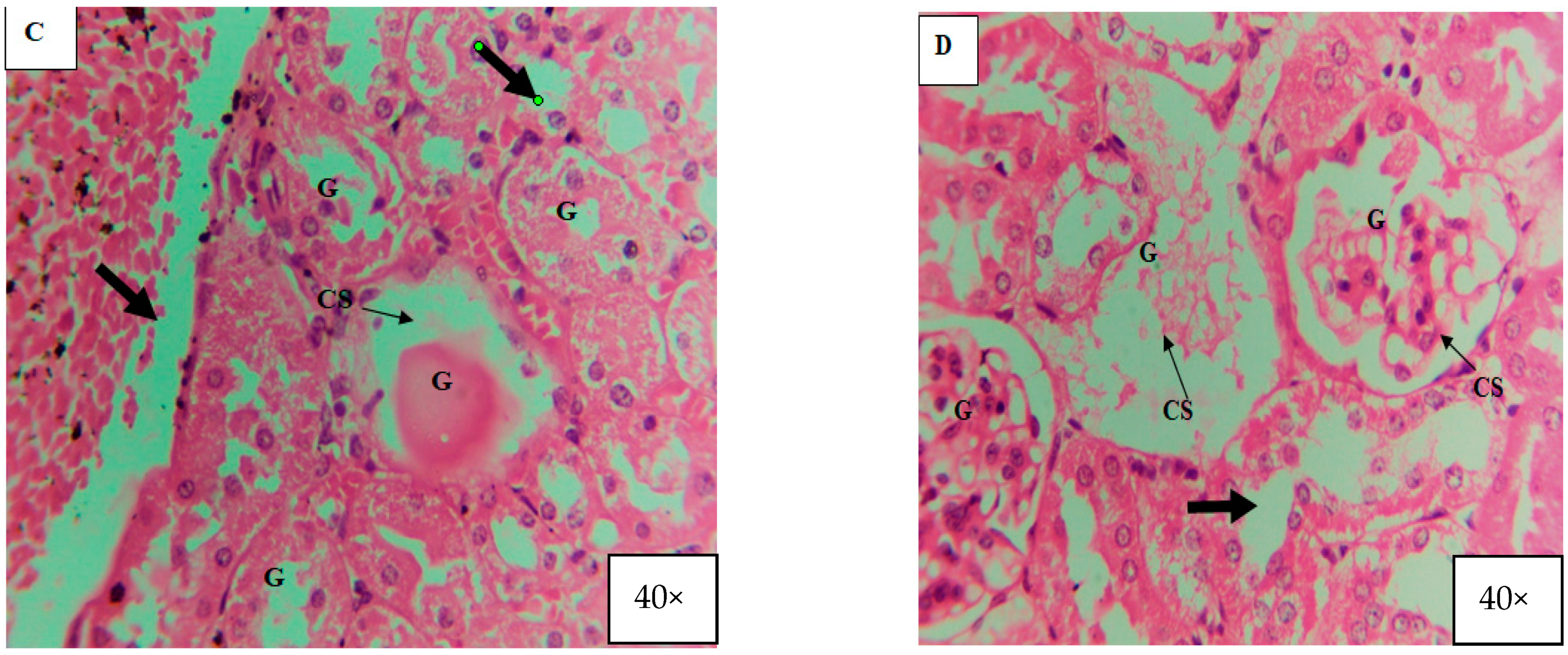 Microorganisms 11 01363 g012b