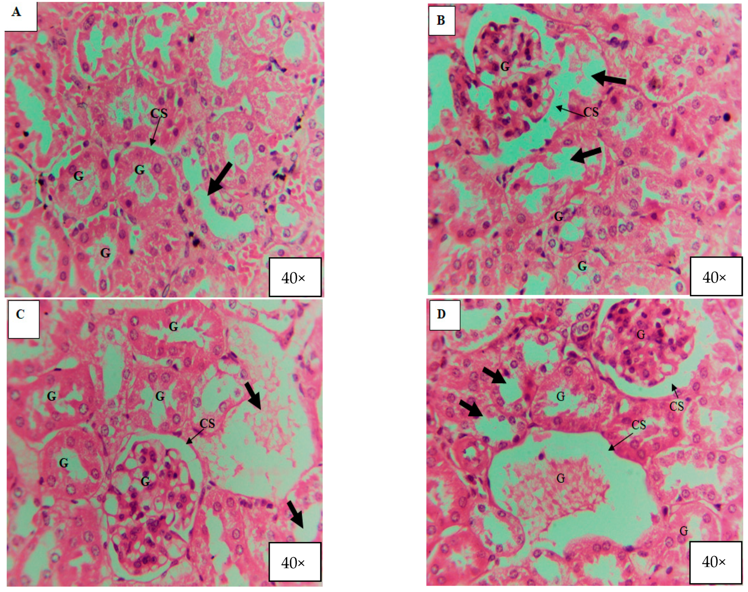 Microorganisms 11 01363 g013