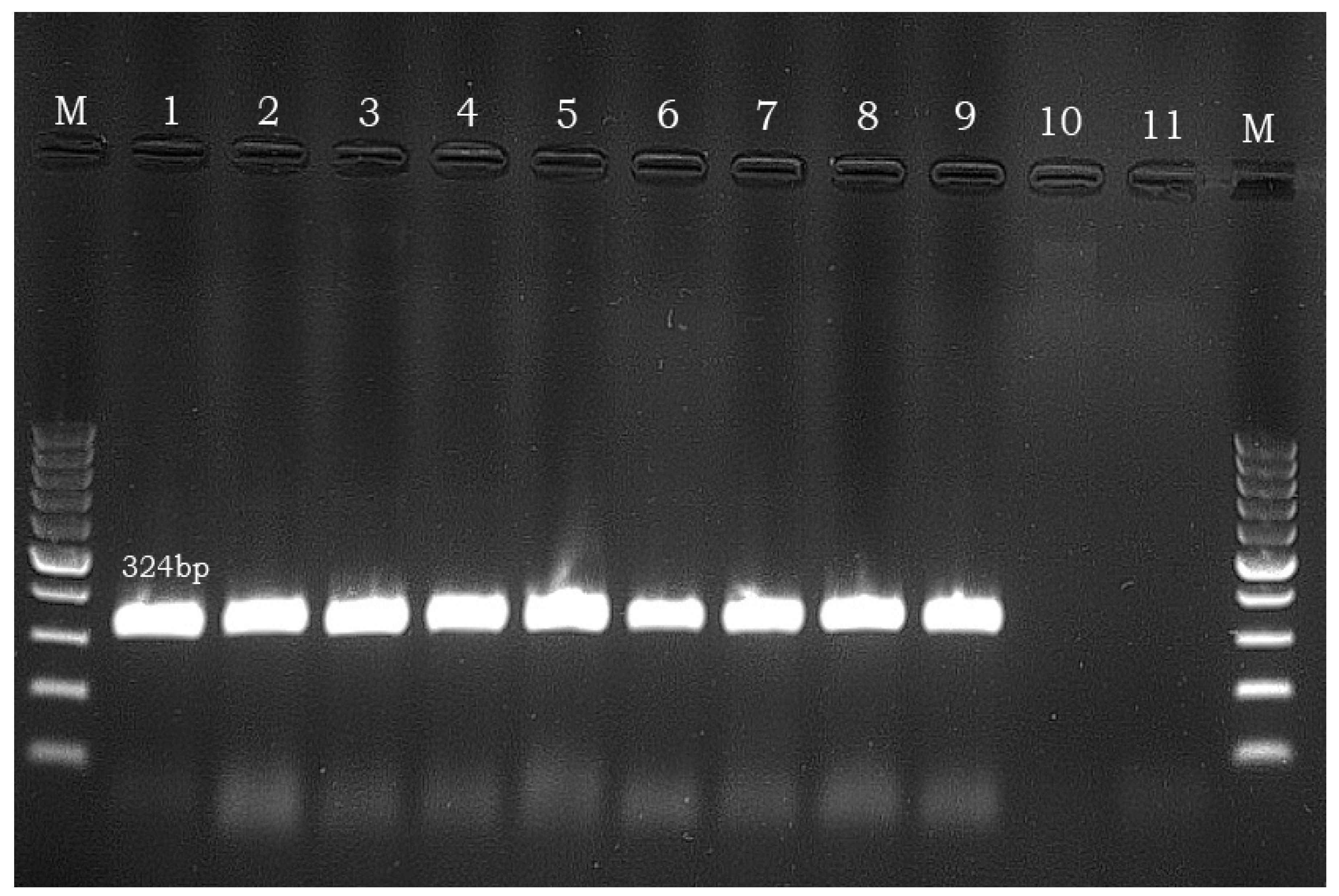 Microorganisms 11 01373 g001 Microorganisms 11 01373 g001