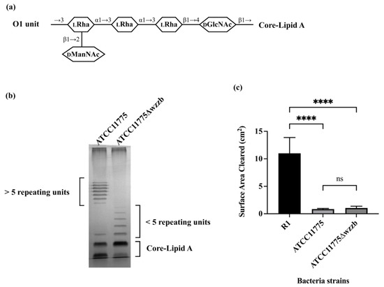 Microorganisms 11 01377 g001
