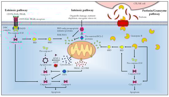 Microorganisms 11 01382 g001