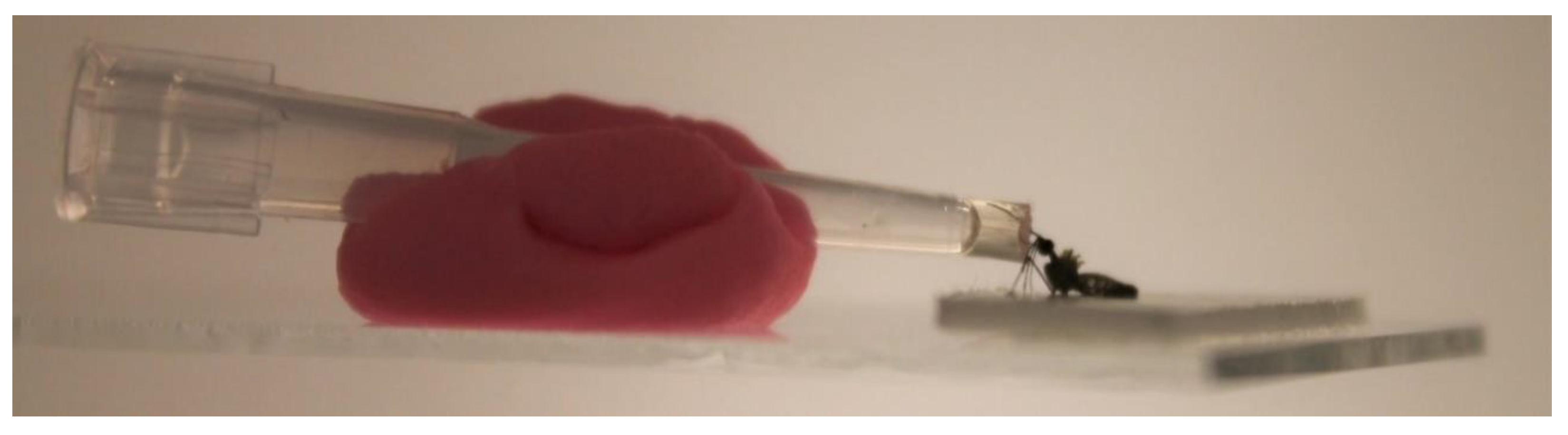 Microorganisms 11 01386 g001