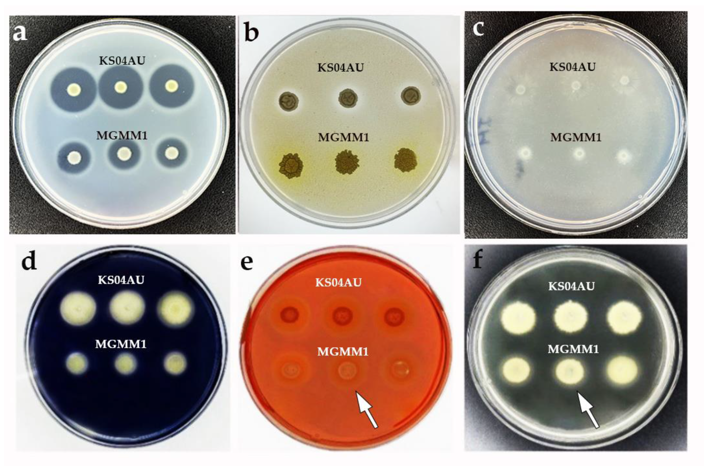 Microorganisms 11 01410 g005