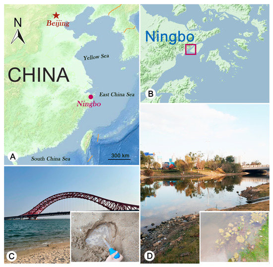 Microorganisms 11 01422 g001
