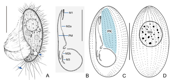 Microorganisms 11 01422 g002