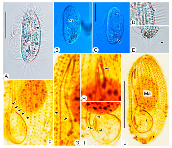 Microorganisms 11 01422 g003