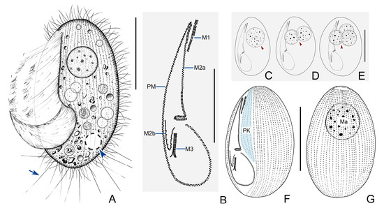 Microorganisms 11 01422 g004