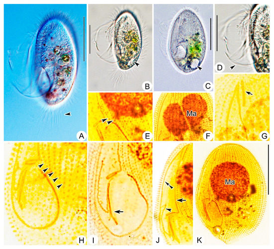 Microorganisms 11 01422 g005