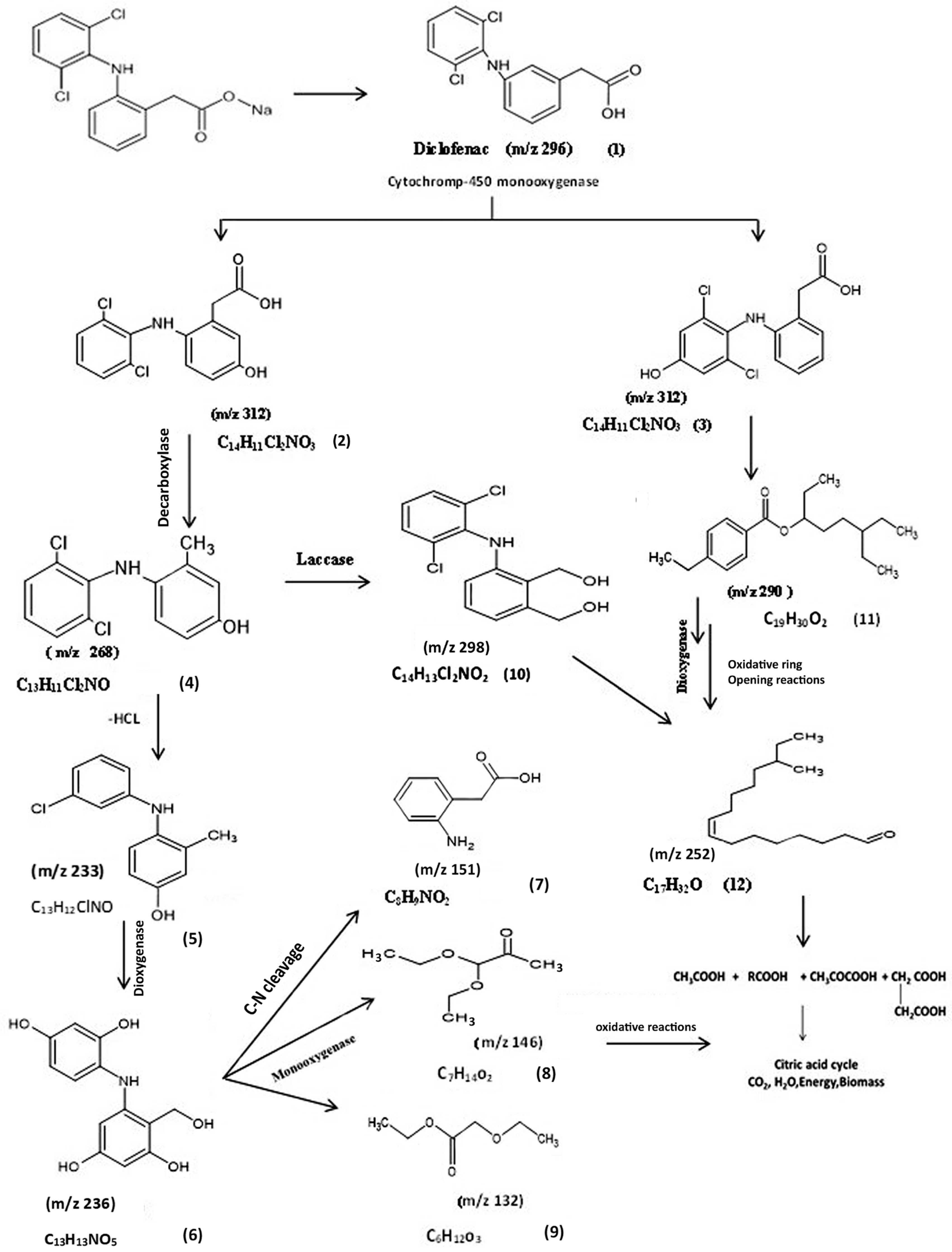 Microorganisms 11 01445 g004