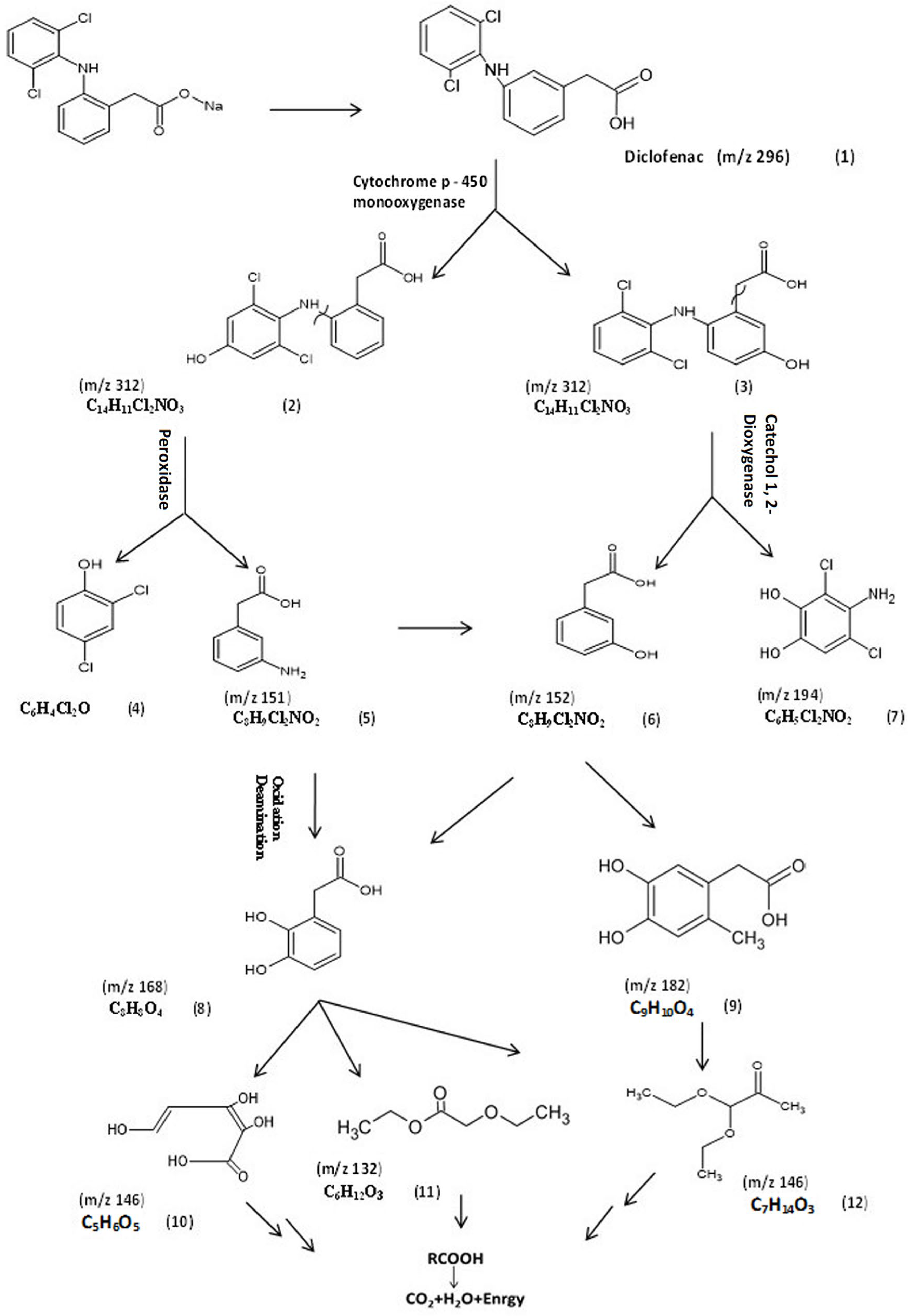 Microorganisms 11 01445 g005