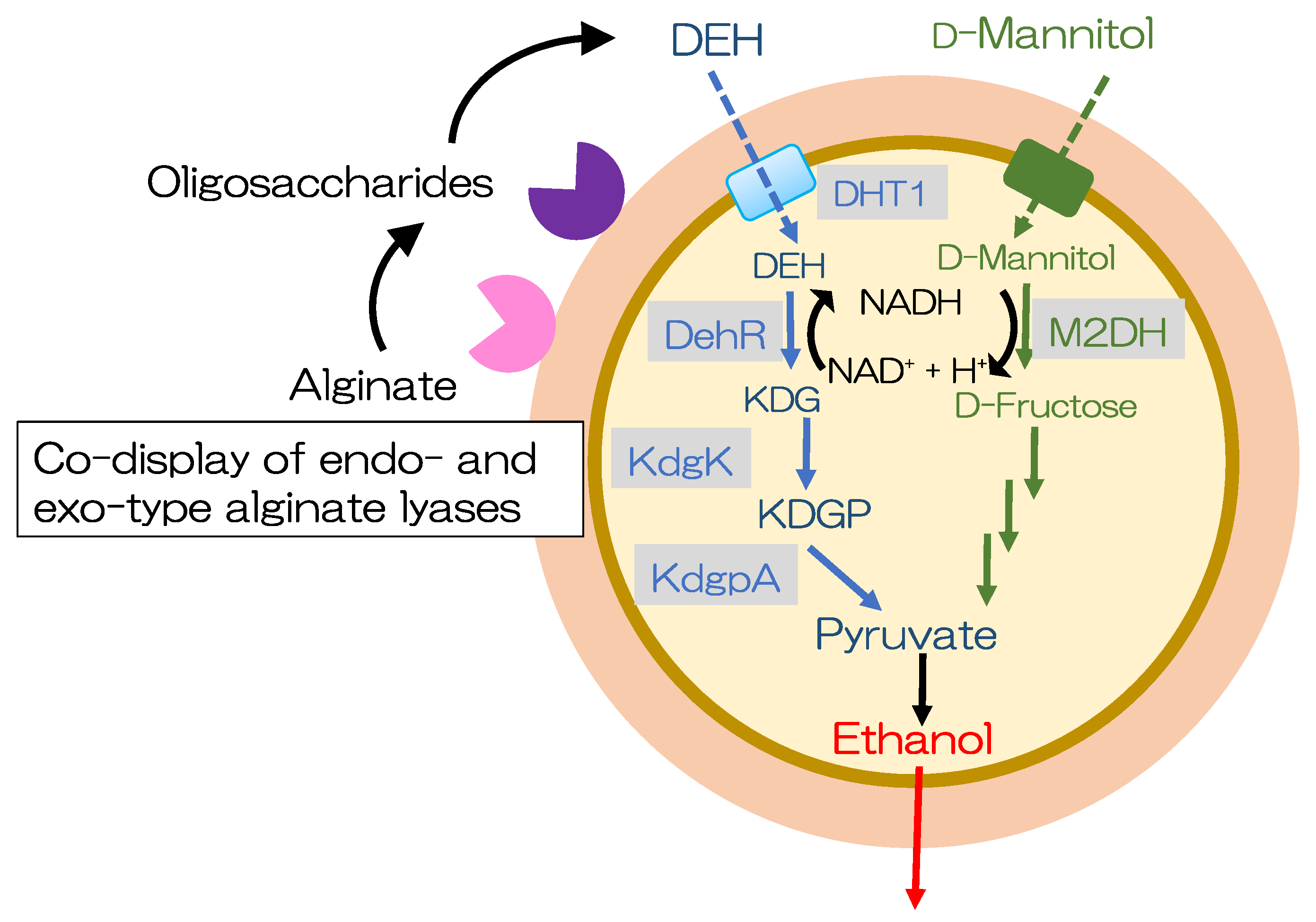 Microorganisms 11 01499 g003