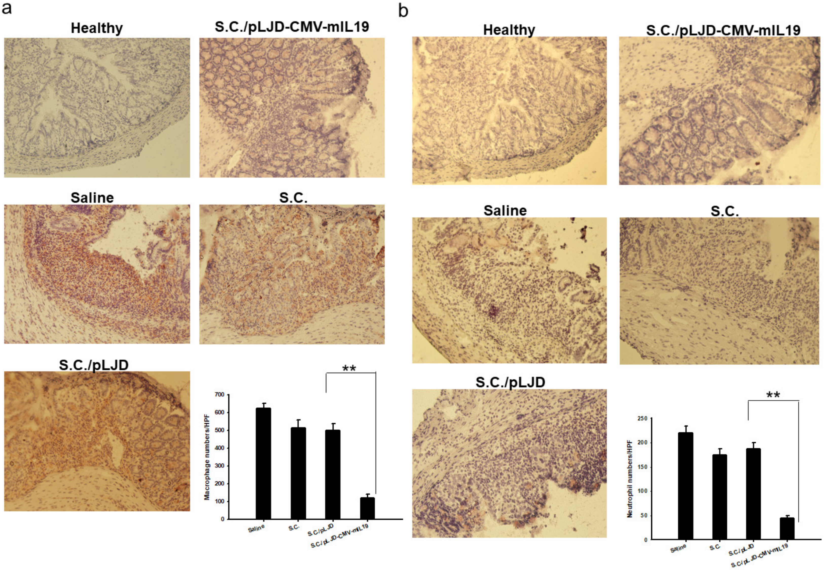 Microorganisms 11 01530 g007
