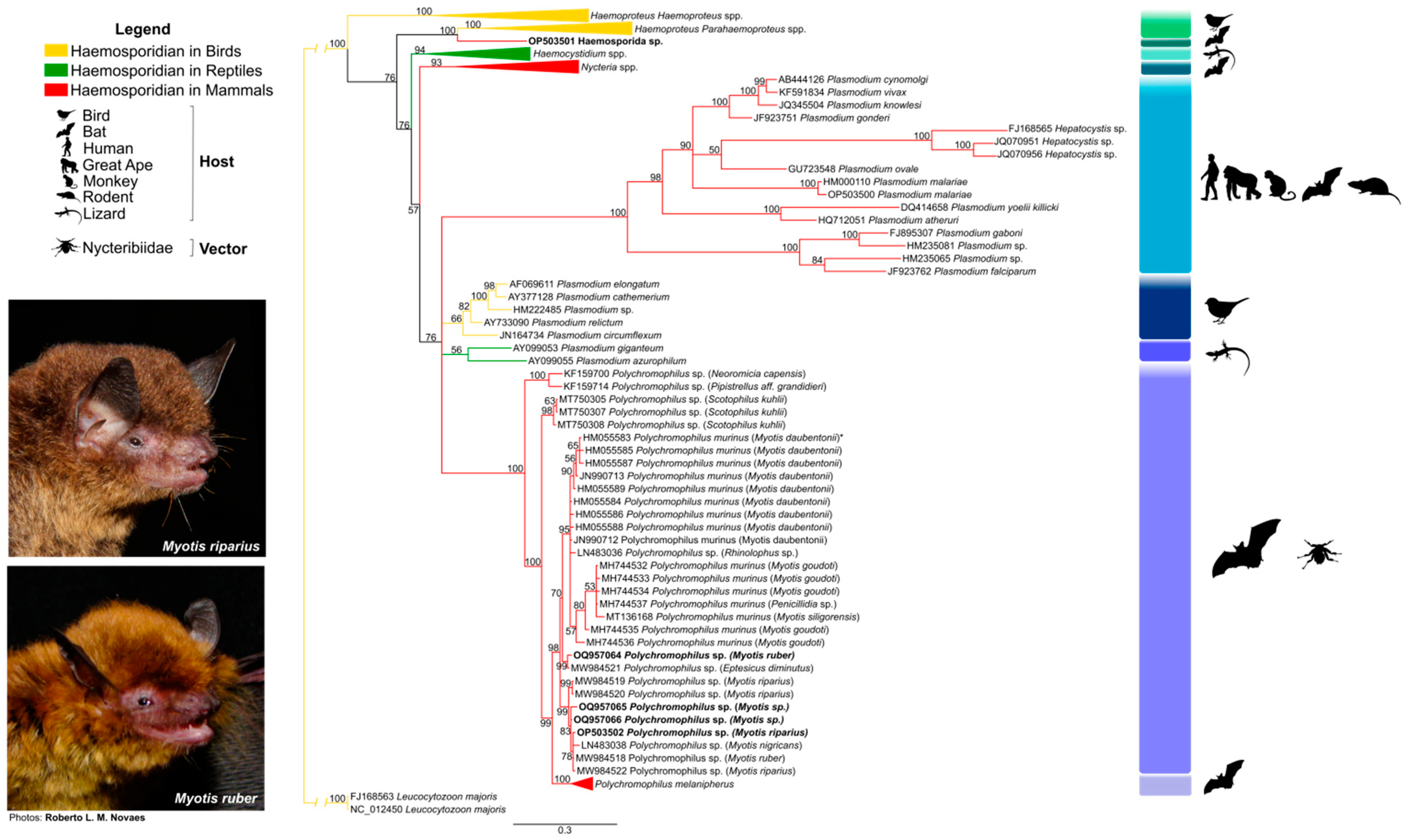 Microorganisms 11 01531 g002