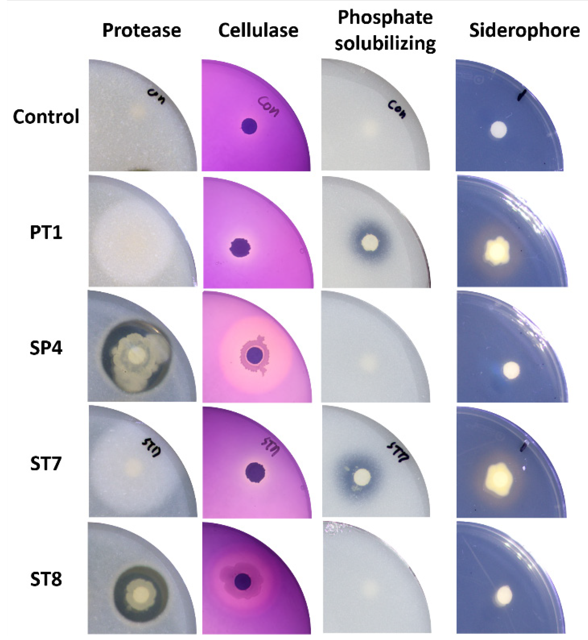 Microorganisms 11 01555 g005